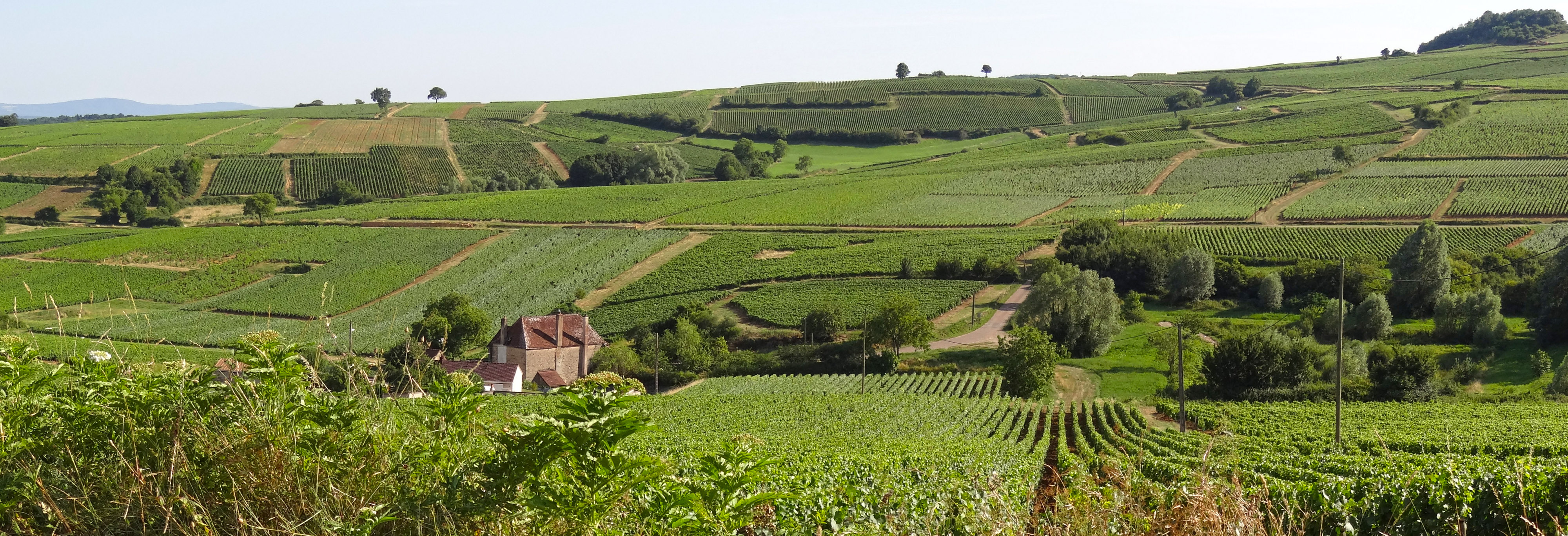 La taille réduite des parcelles de vigne, les arbres isolés, les chemins, apportent une touche jardinée et maîtrisée au paysage. Montagny-lès-Buxy en grand format (nouvelle fenêtre)