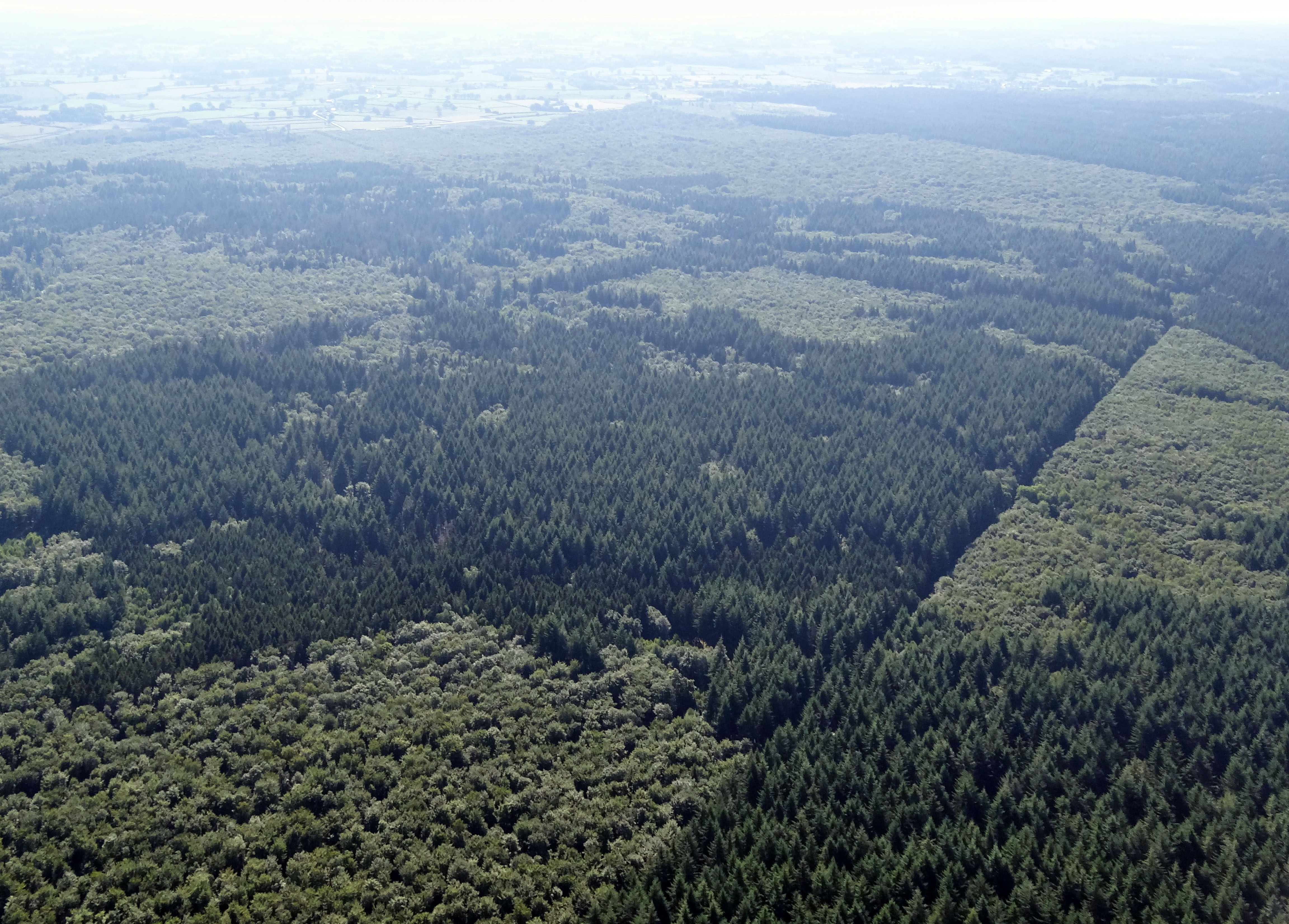 Sur le plateau d'Antully et le massif d'Uchon, la forêt est dominée par la chênaie-hêtraie où le châtaignier est souvent présent. Les boisements résineux représentent moins de 40 % des superficies forestières. Forêt domaniale de Planoise en grand format (nouvelle fenêtre)