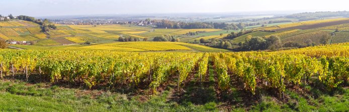 Au centre du département, le vignoble se déploie sur les reliefs calcaires des Côtes Chalonnaise et Mâconnaise et sur ceux granitiques du Beaujolais. Montagny-lès-Buxy en grand format (nouvelle fenêtre)