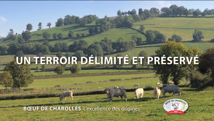 Extrait d'une vidéo de promotion du bœuf de Charolles, Institut charolais, 2011  en grand format (nouvelle fenêtre)