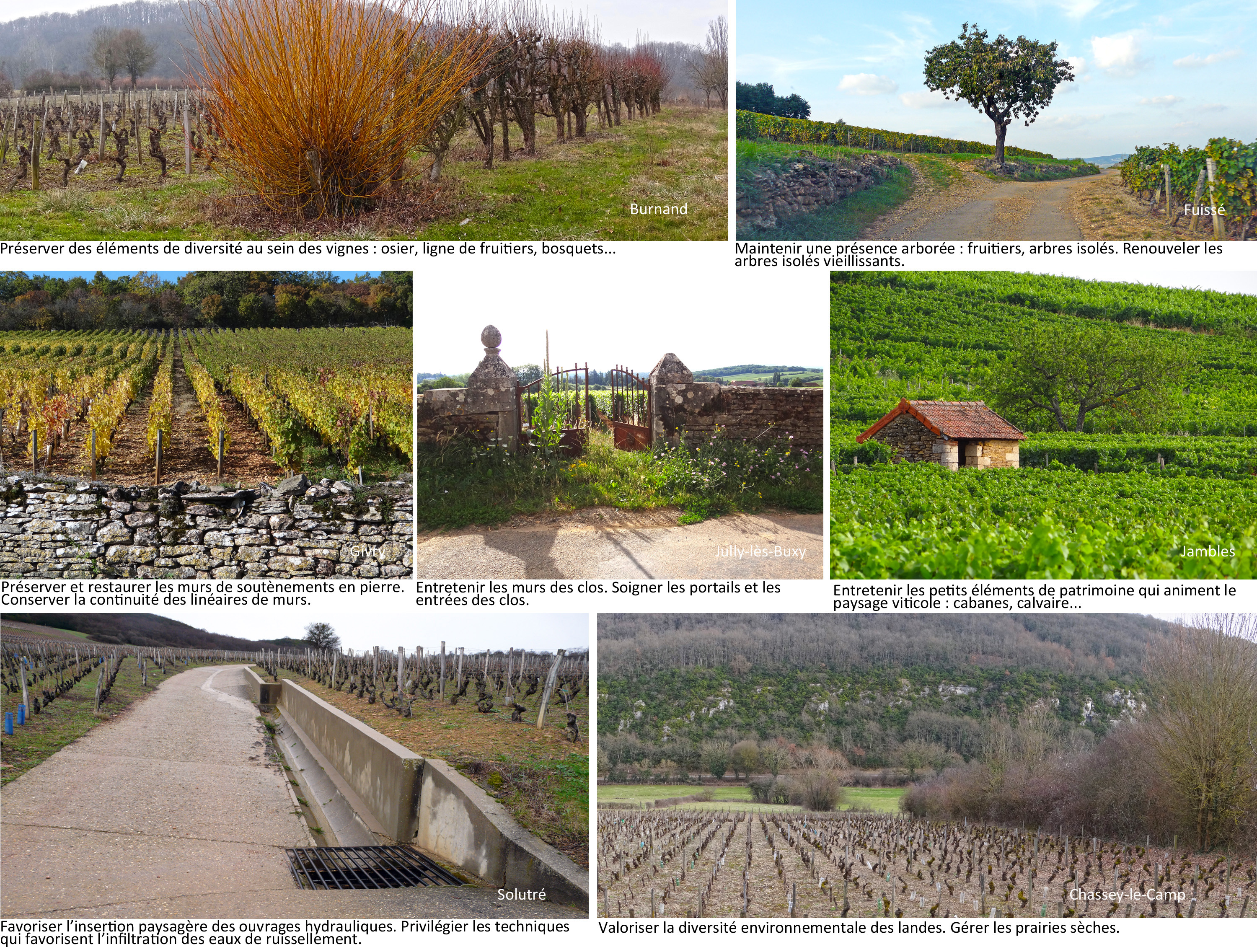 Maintenir les éléments de diversité du vignoble