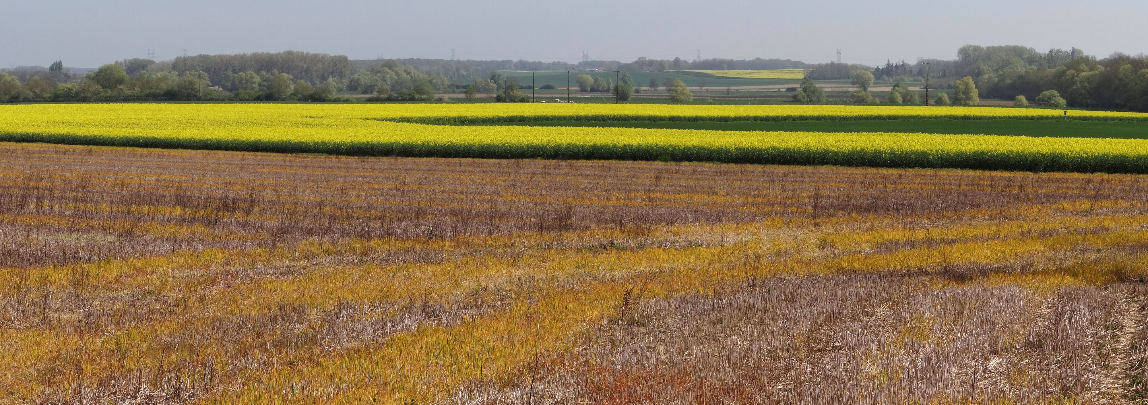 A l’est du département, dans la vallée de la de Saône et la Bresse les grandes cultures dominent sur les terres sèches, formant de larges clairières agricoles entre les massifs forestiers, tandis que de vastes prairies occupent les fonds plus humides.
