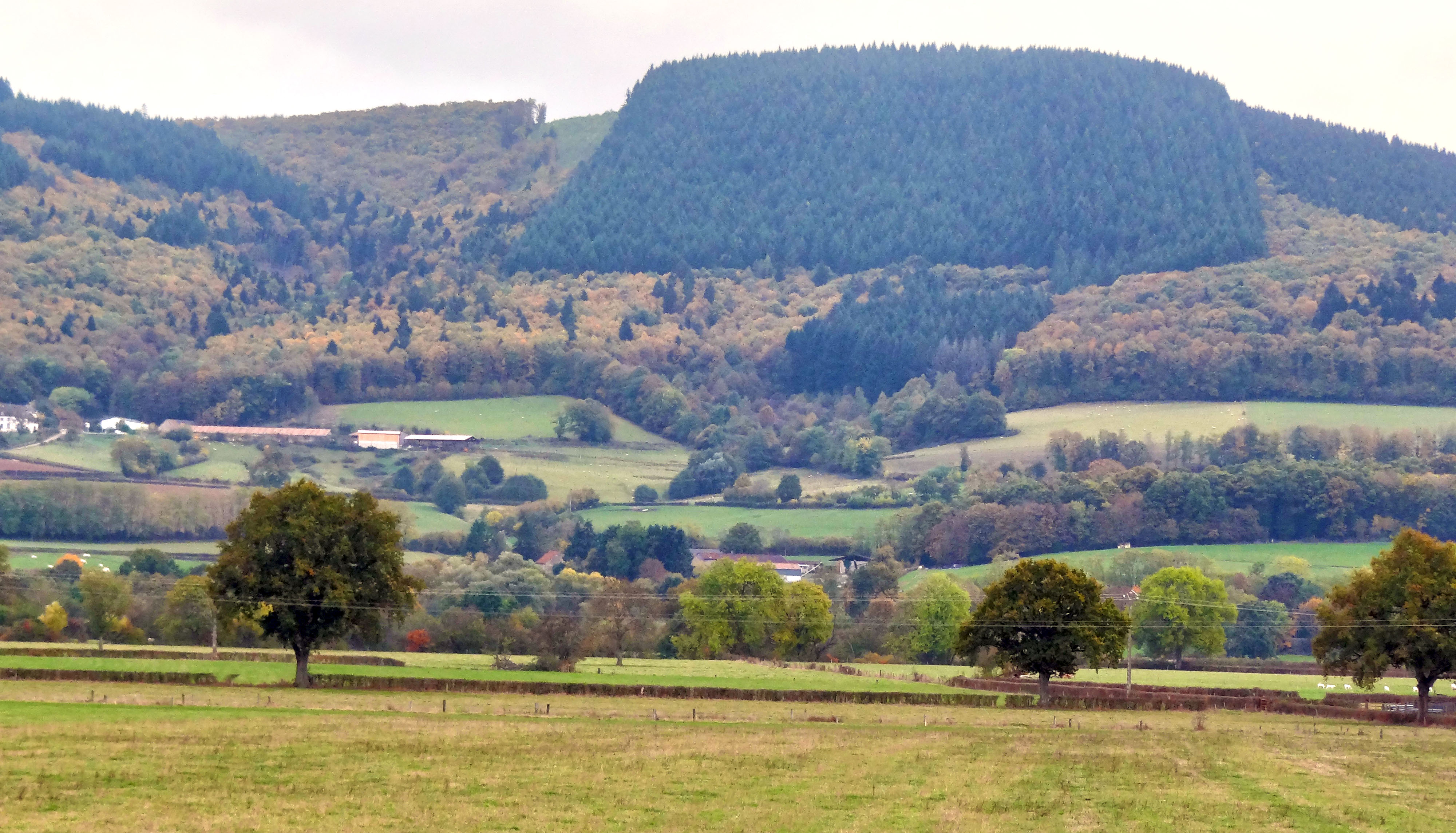 Le boisement de conifères