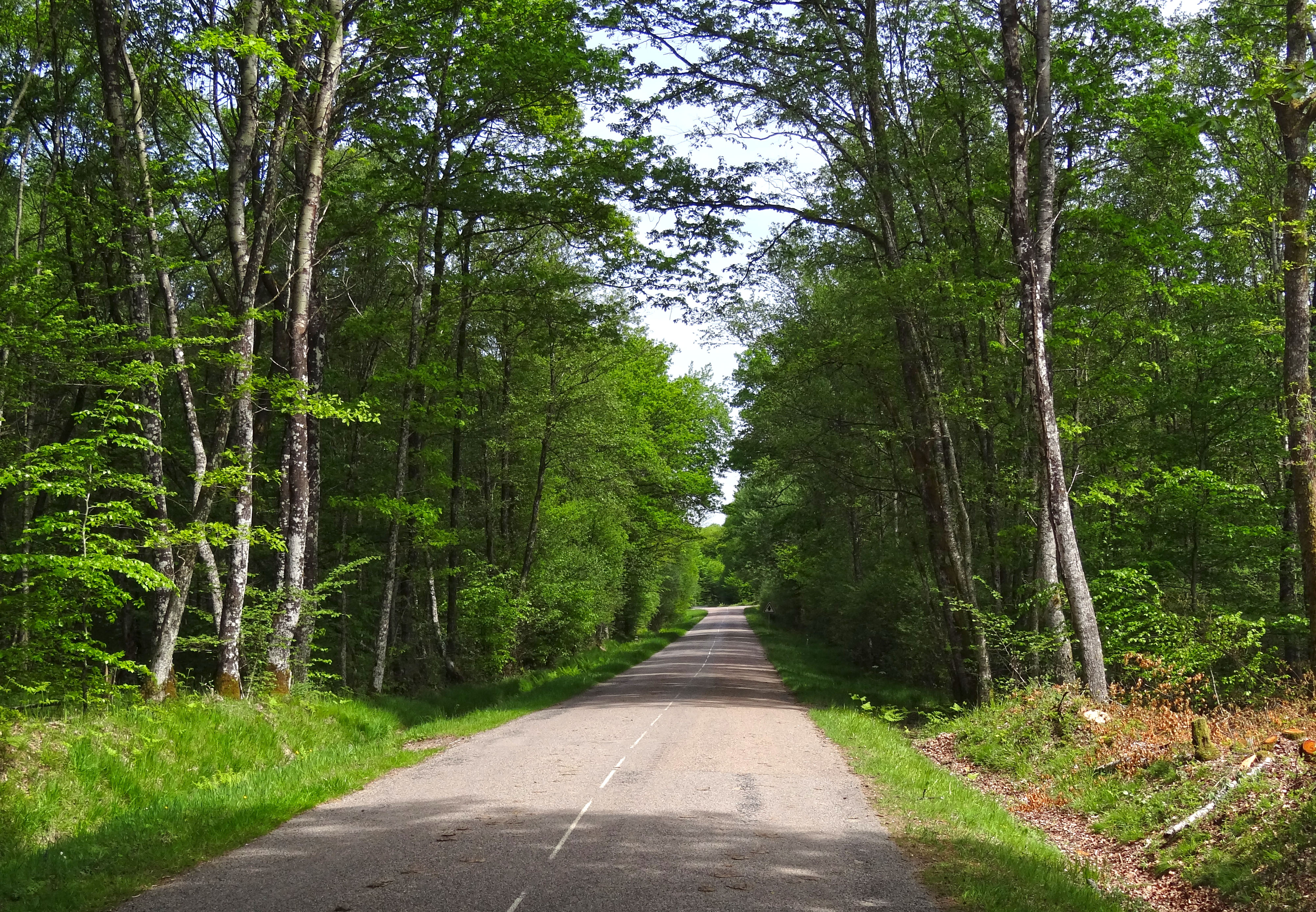 La route forestière