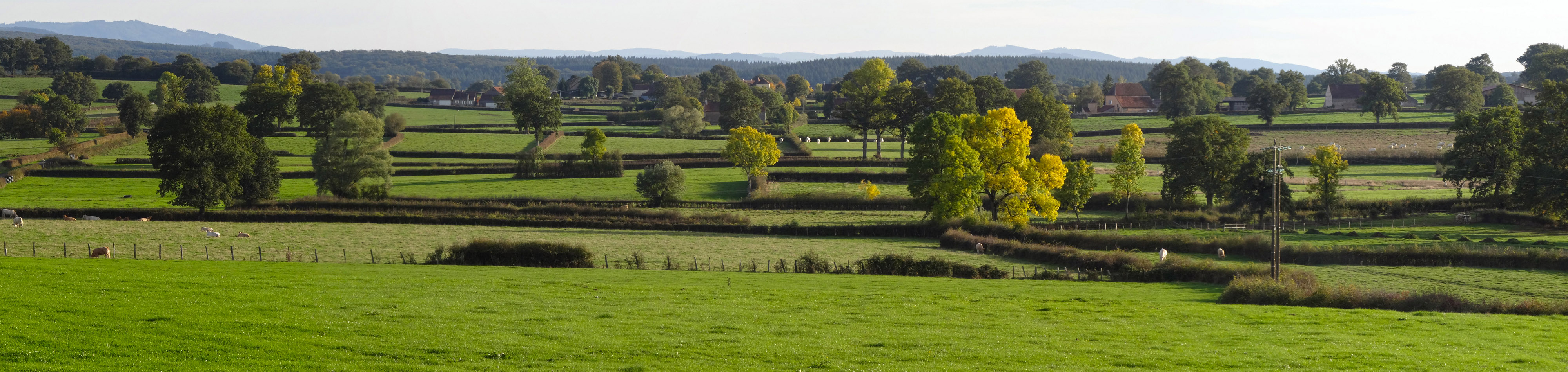 Les haies basses ponctuées d'arbres isolés, rythment le paysage et dessinent le parcellaire. Ballore 