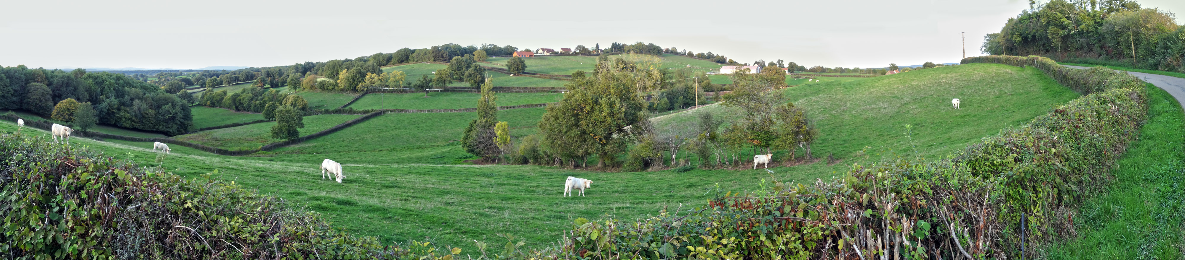 Le bocage charolais Le bocage charolais