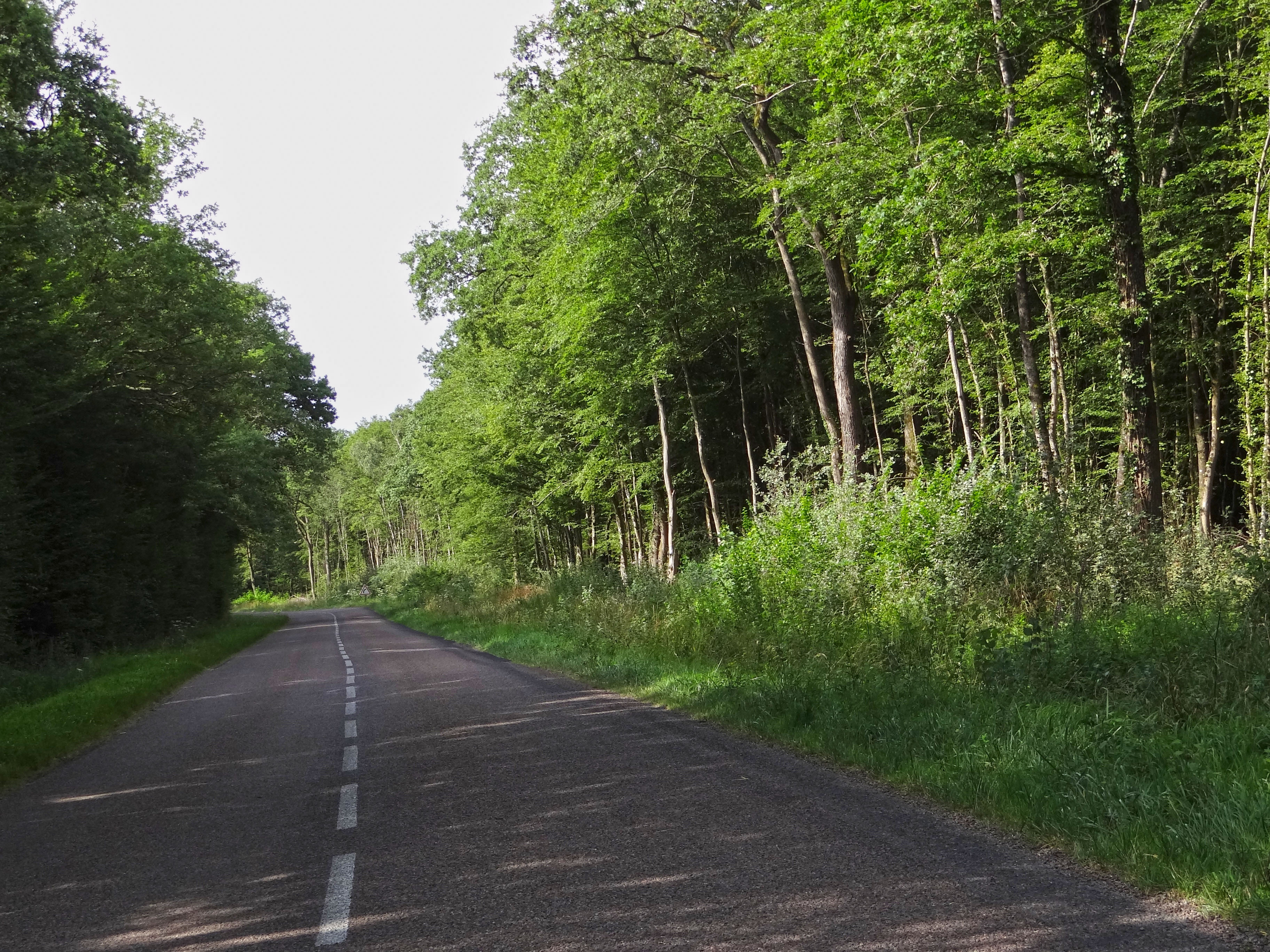 La route forestière