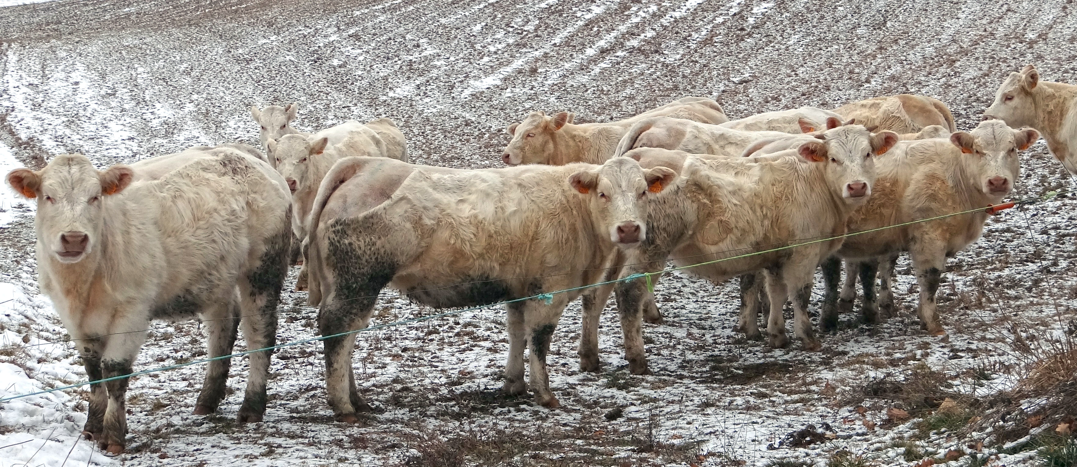 Le charolais Le charolais