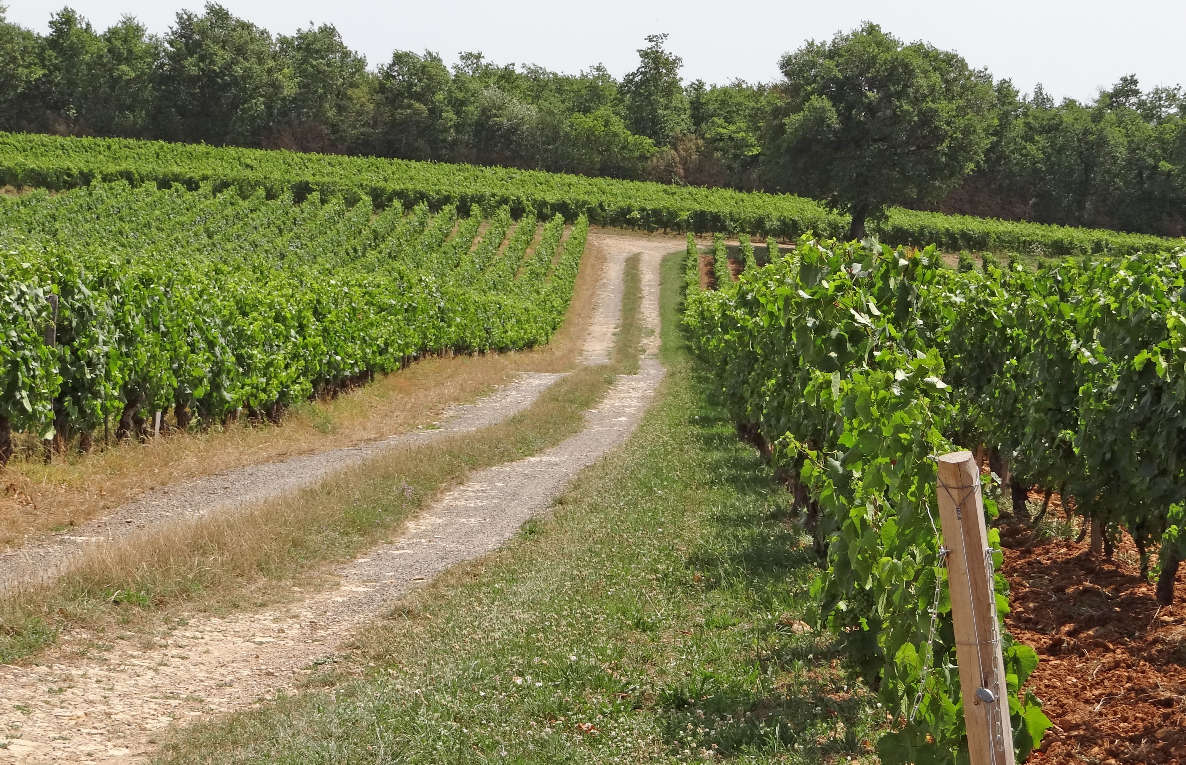 Le chemin dans les vignes
