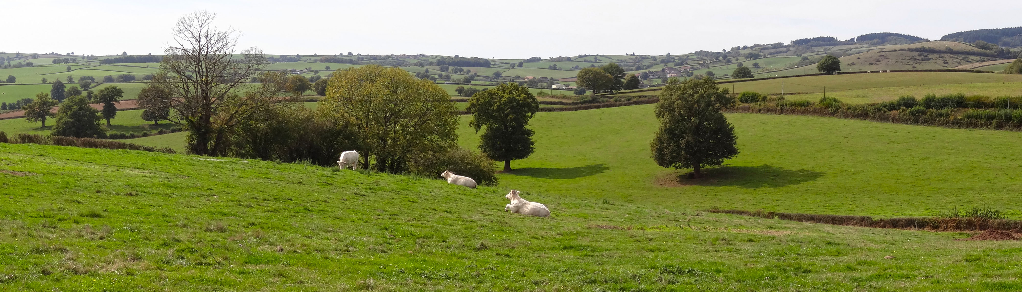 Territoire bocager, voué à l’élevage, le Charolais présente un paysage de collines étirées soulignées par un réseau de haies basses rythmées d’arbres isolés. Charmoy