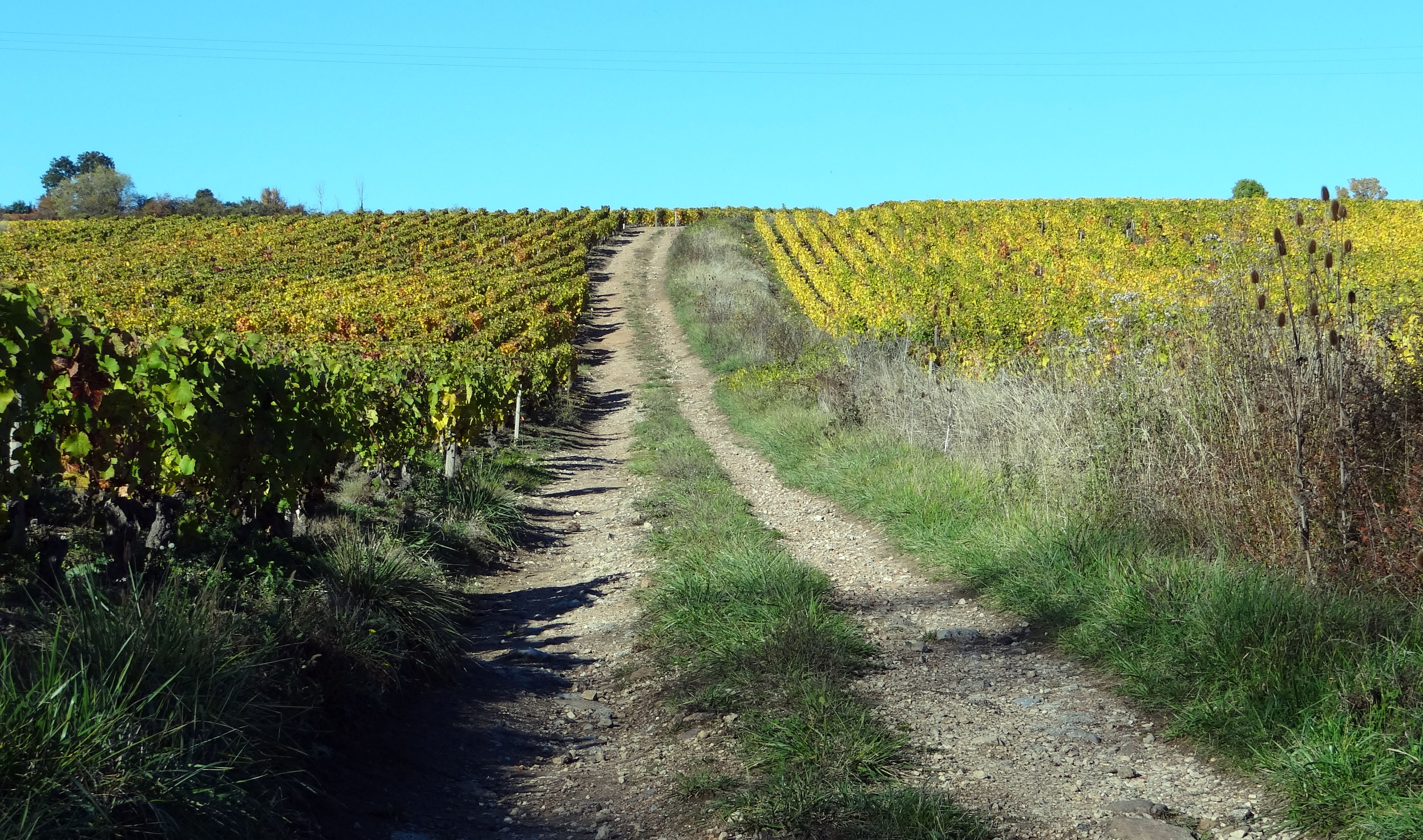 Le chemin dans les vignes