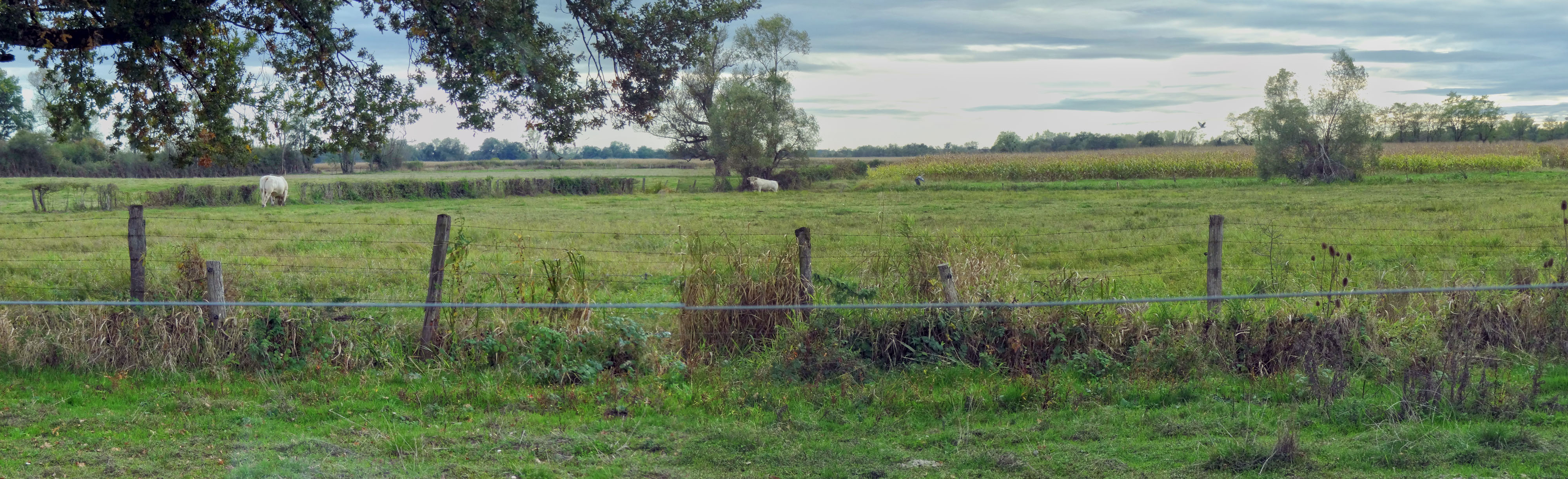 Dans le fond de vallée plat, les repères s'estompent rapidement, absorbés par la trame bocagère lâche. Cronat