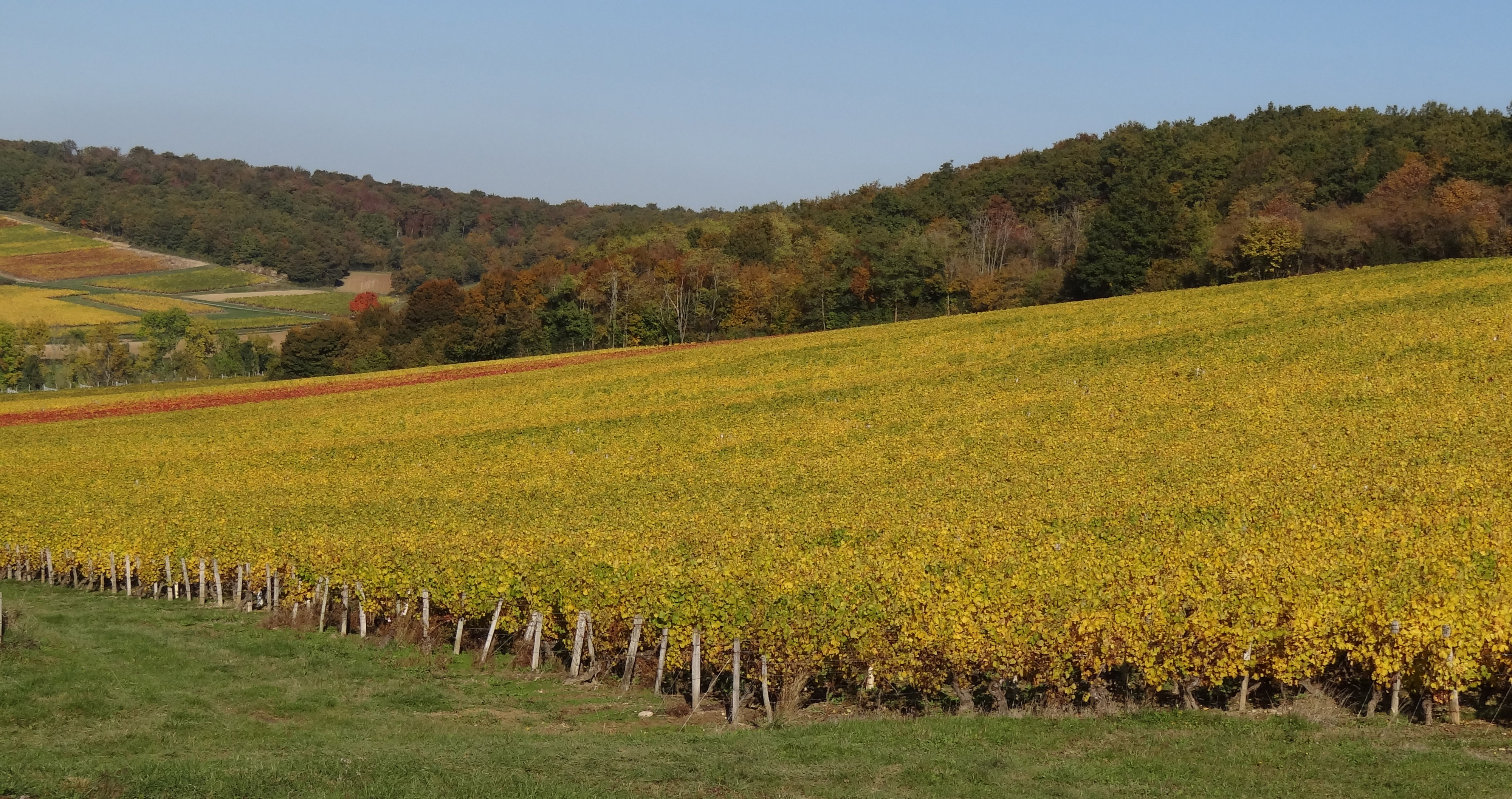 La vaste parcelle de vigne
