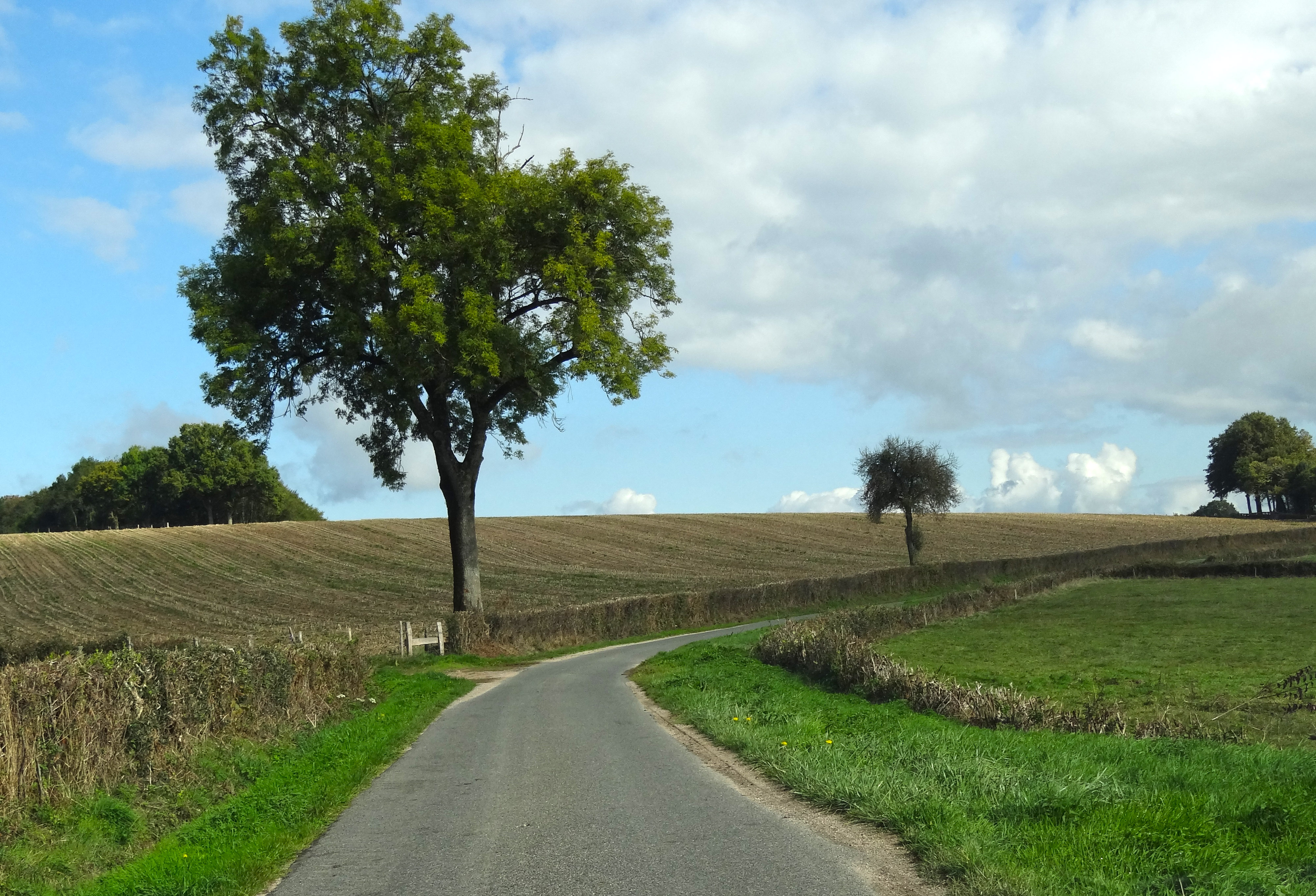 L’arbre isolé