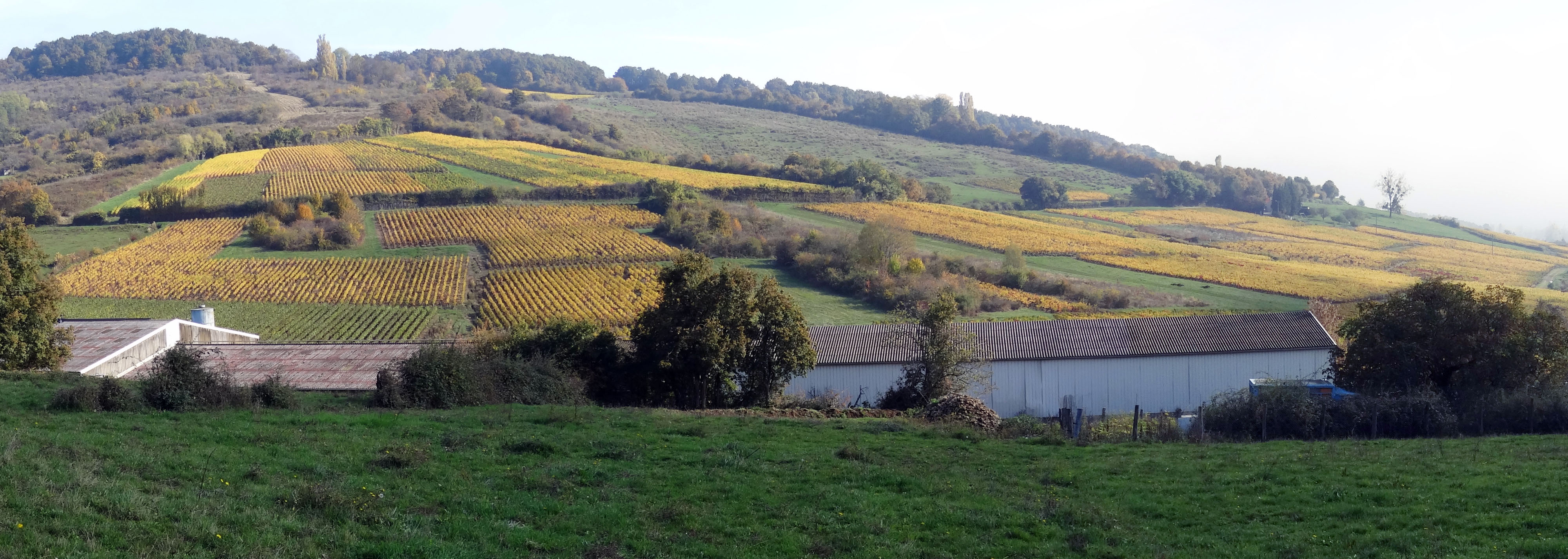 La petite parcelle de vigne