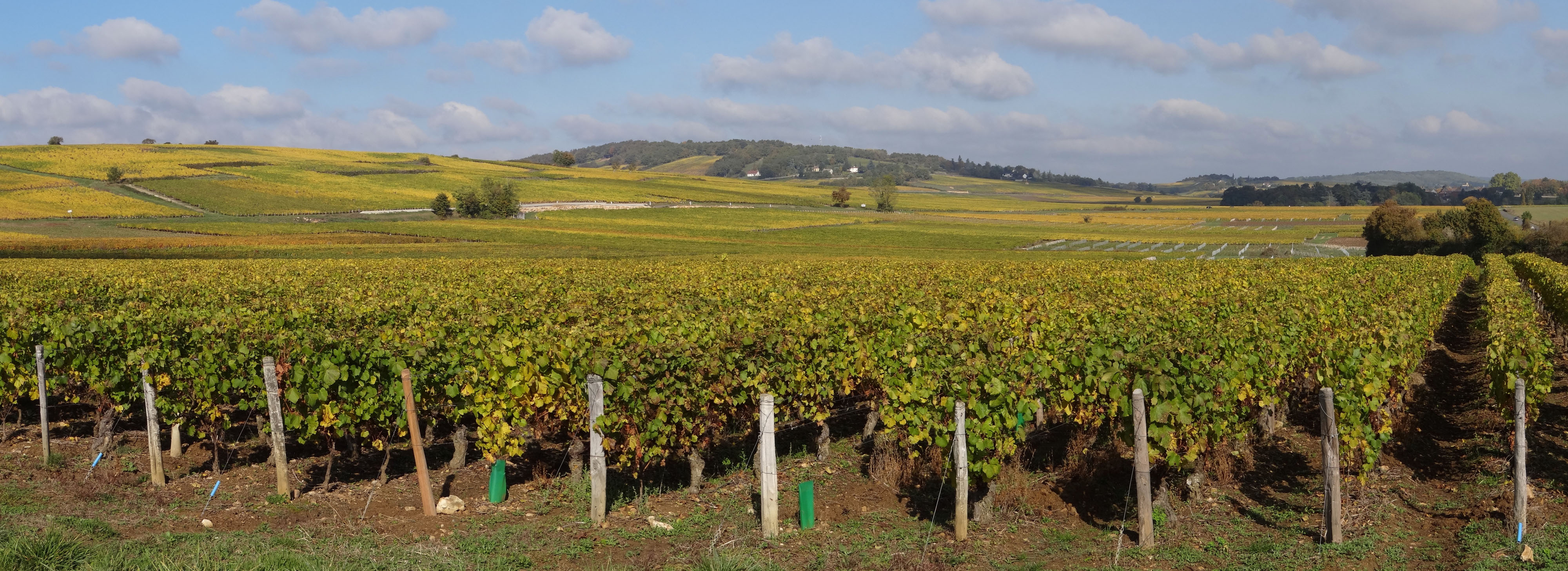 La vaste parcelle de vigne
