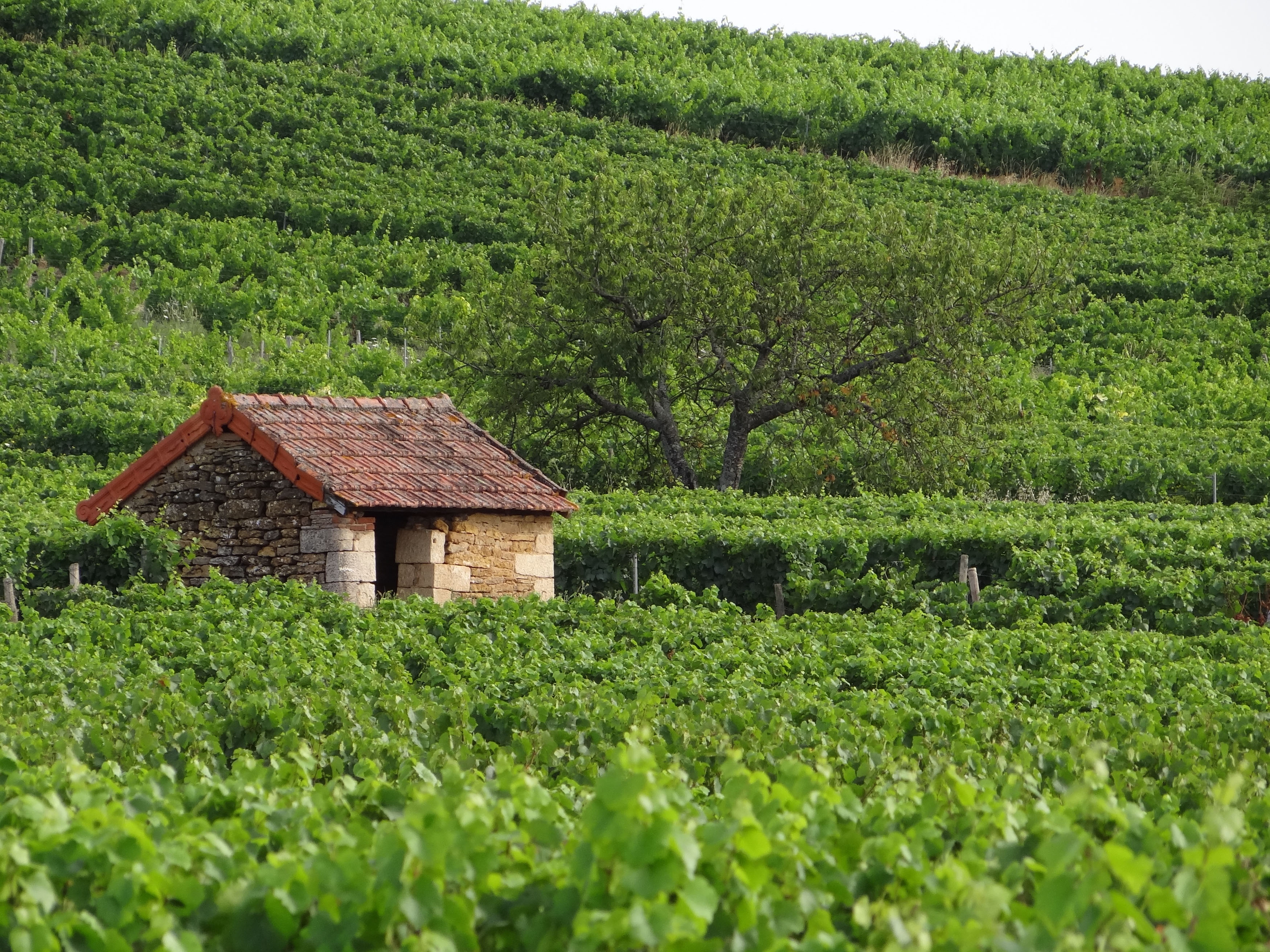 La cabane de vigne, ou cadole
