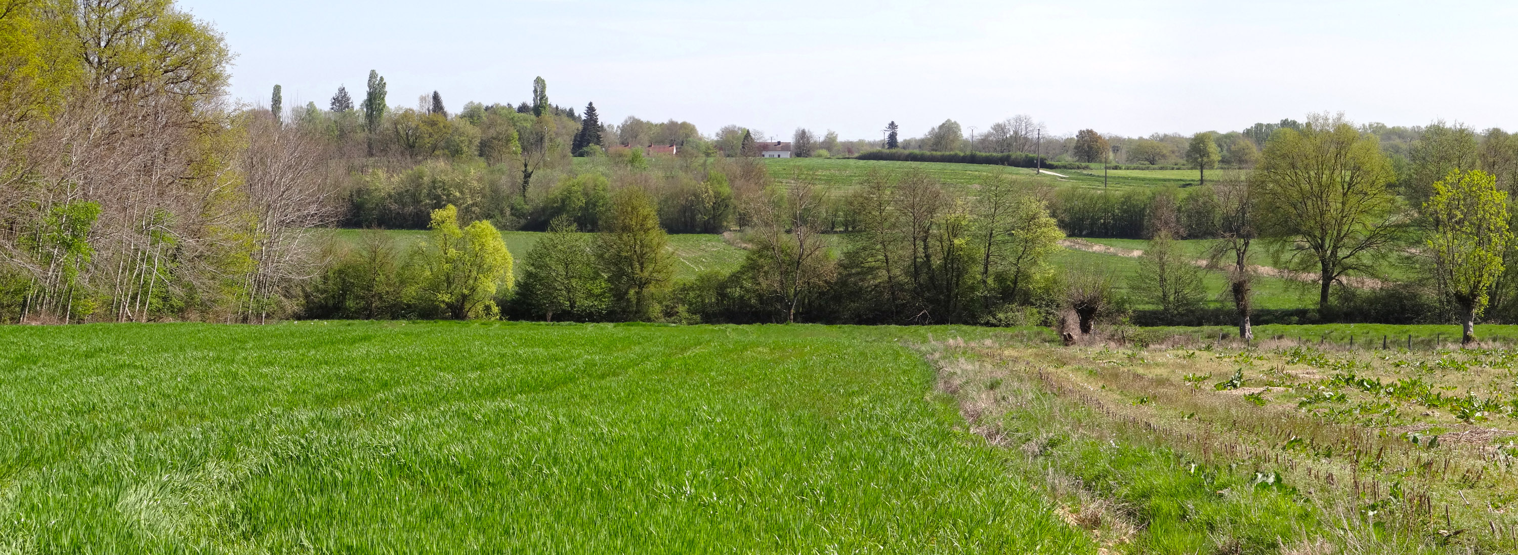 La haie bocagère haute La haie bocagère haute