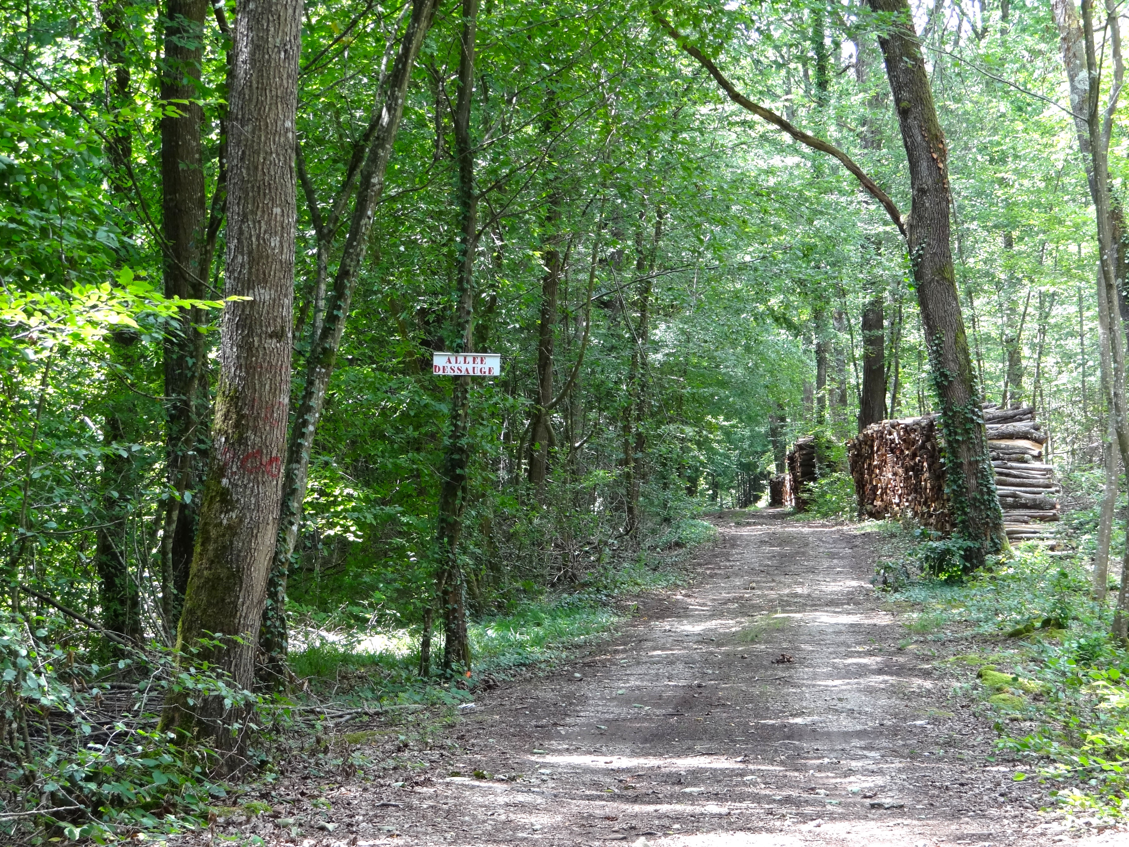 Le chemin forestier