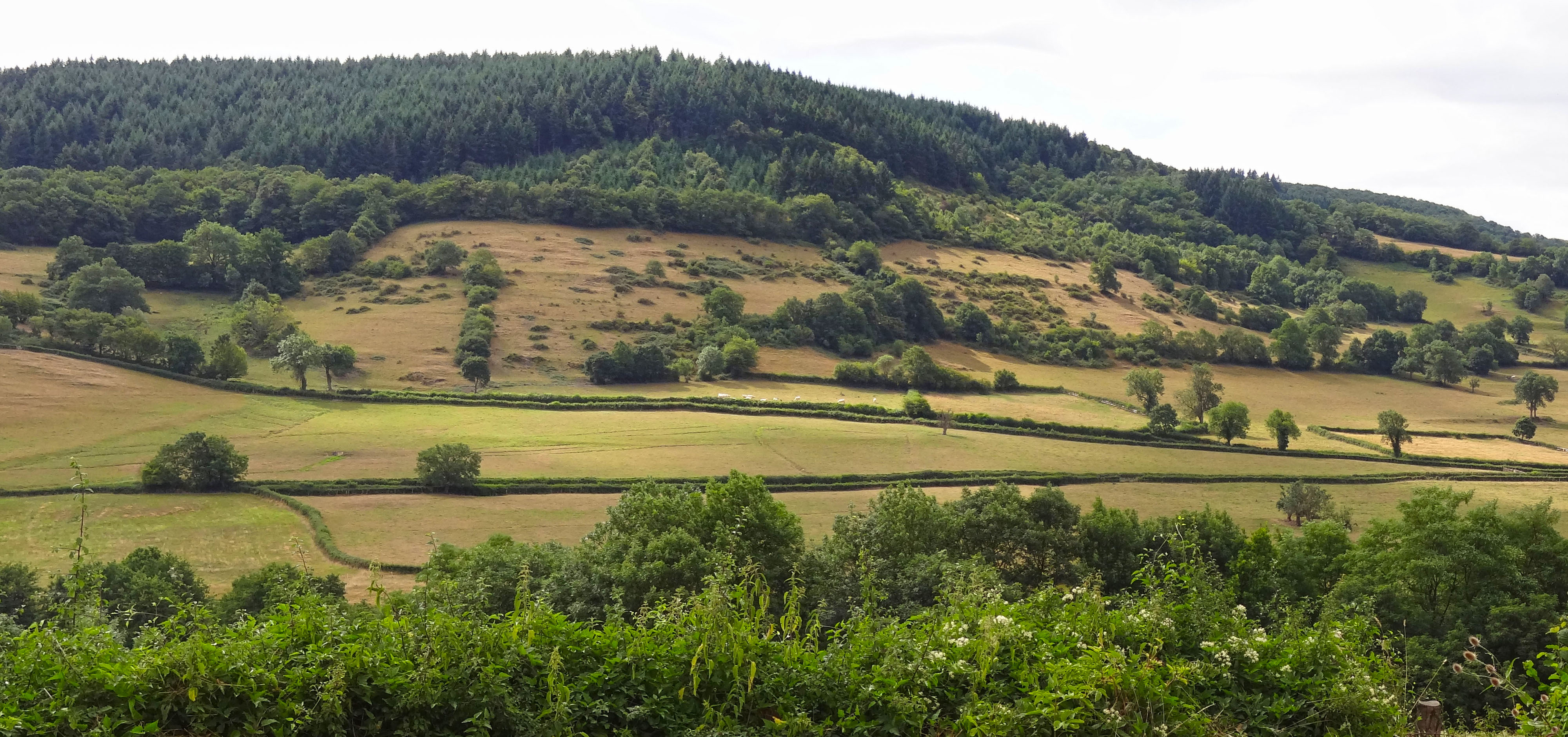 La pelouse calcaire, la friche