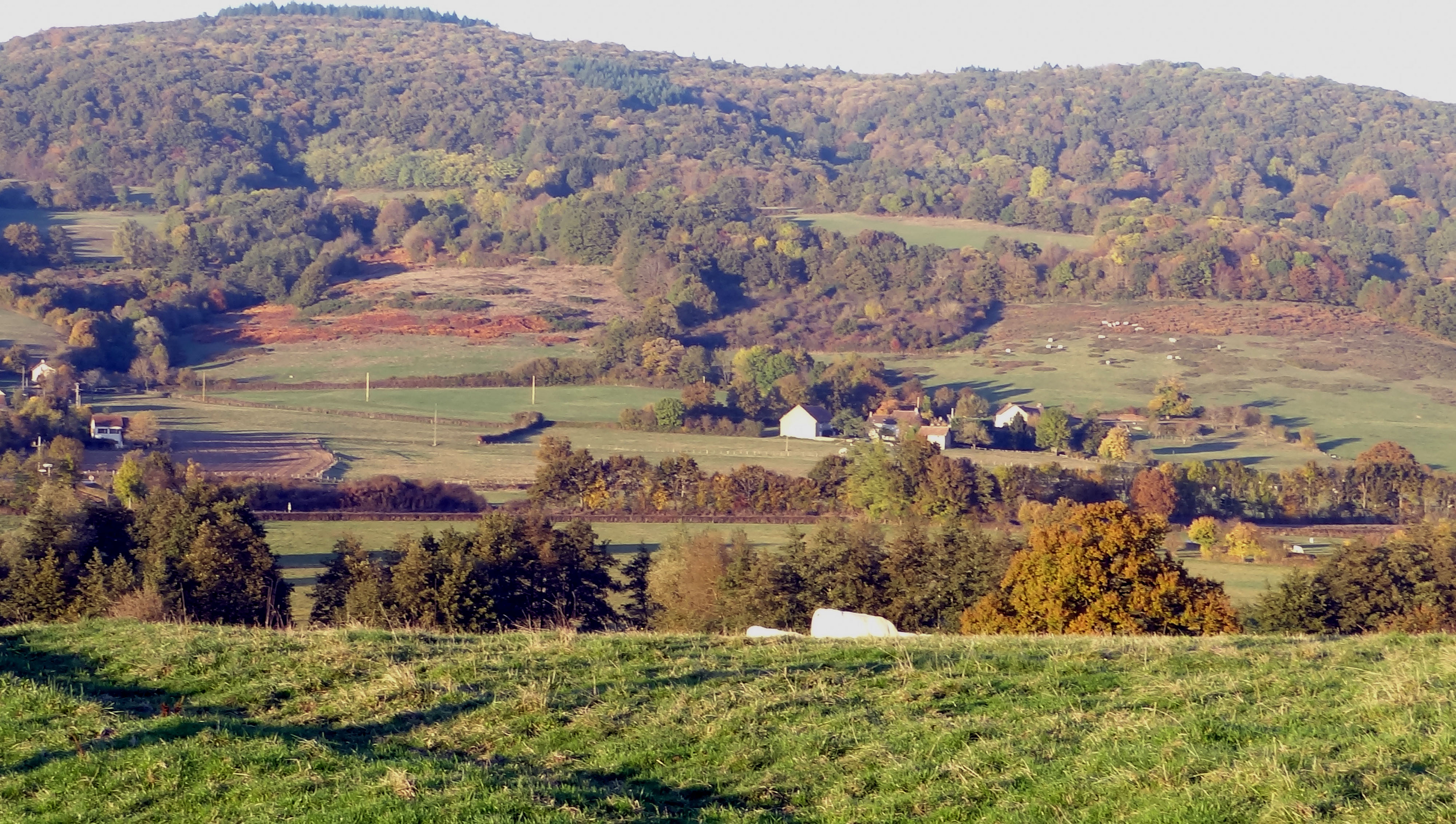 La lande