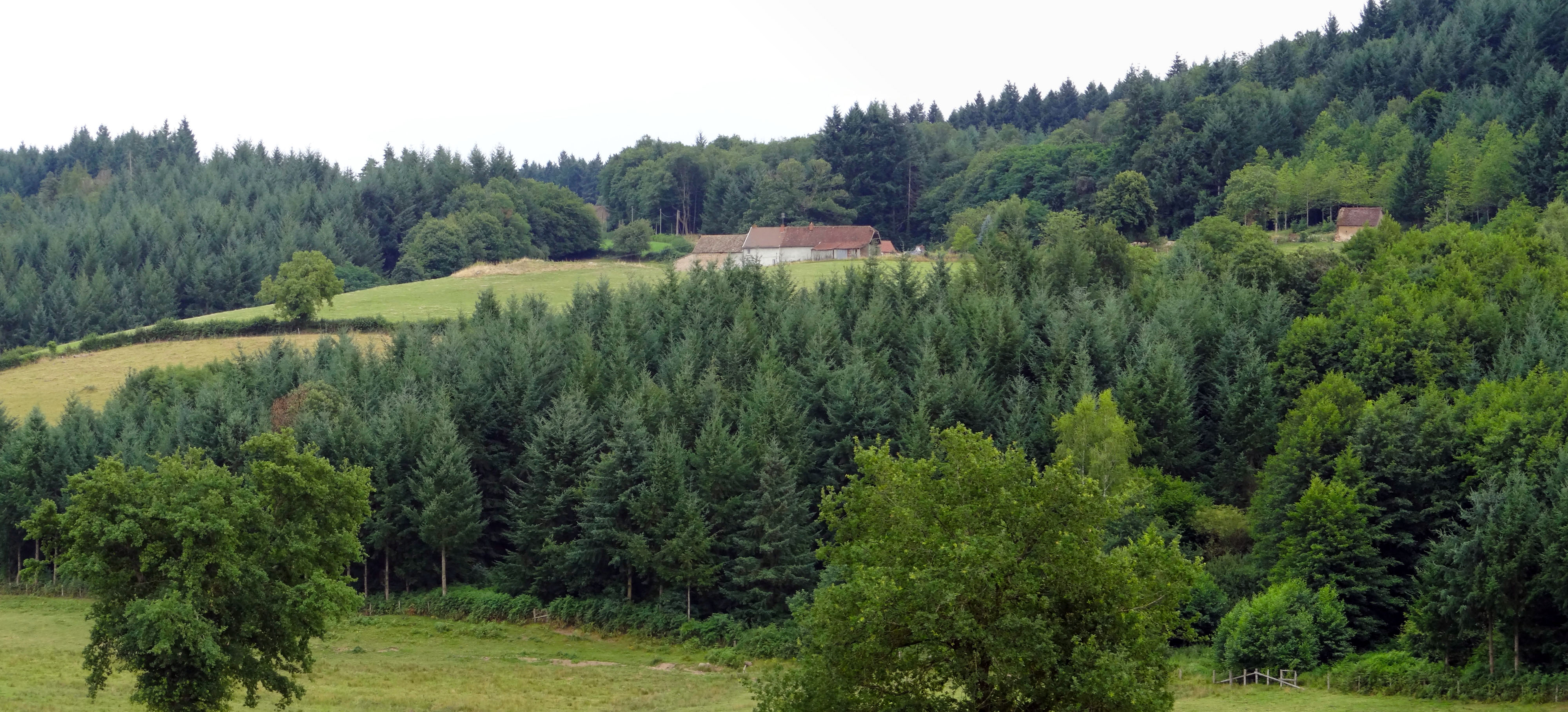 La clairière