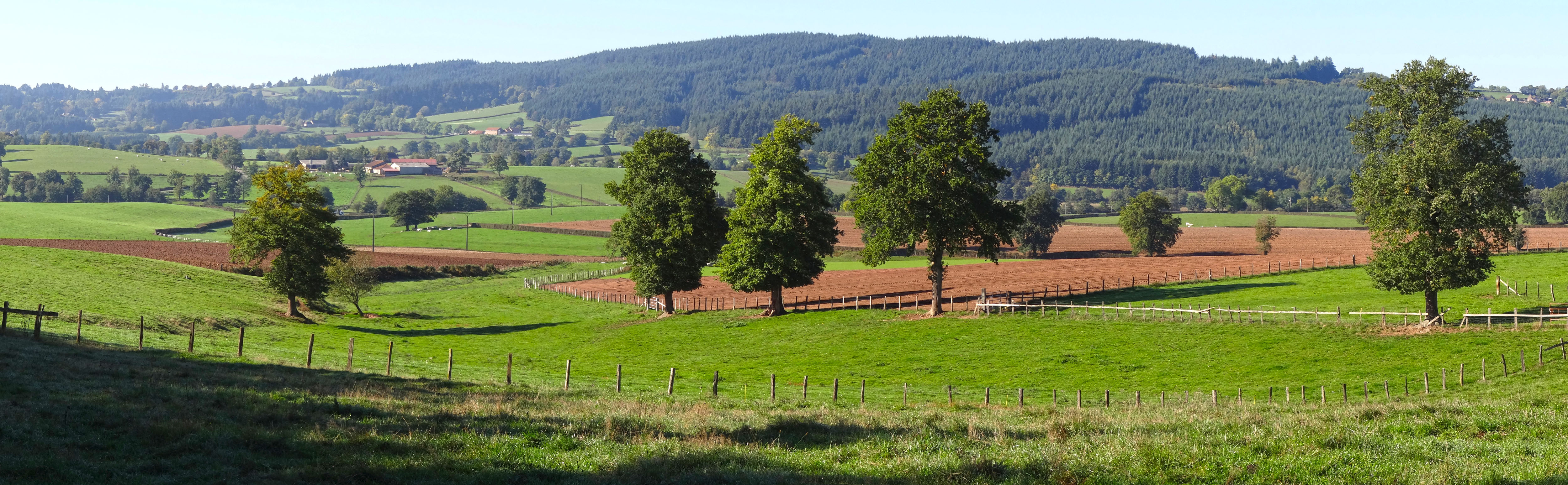 La forêt