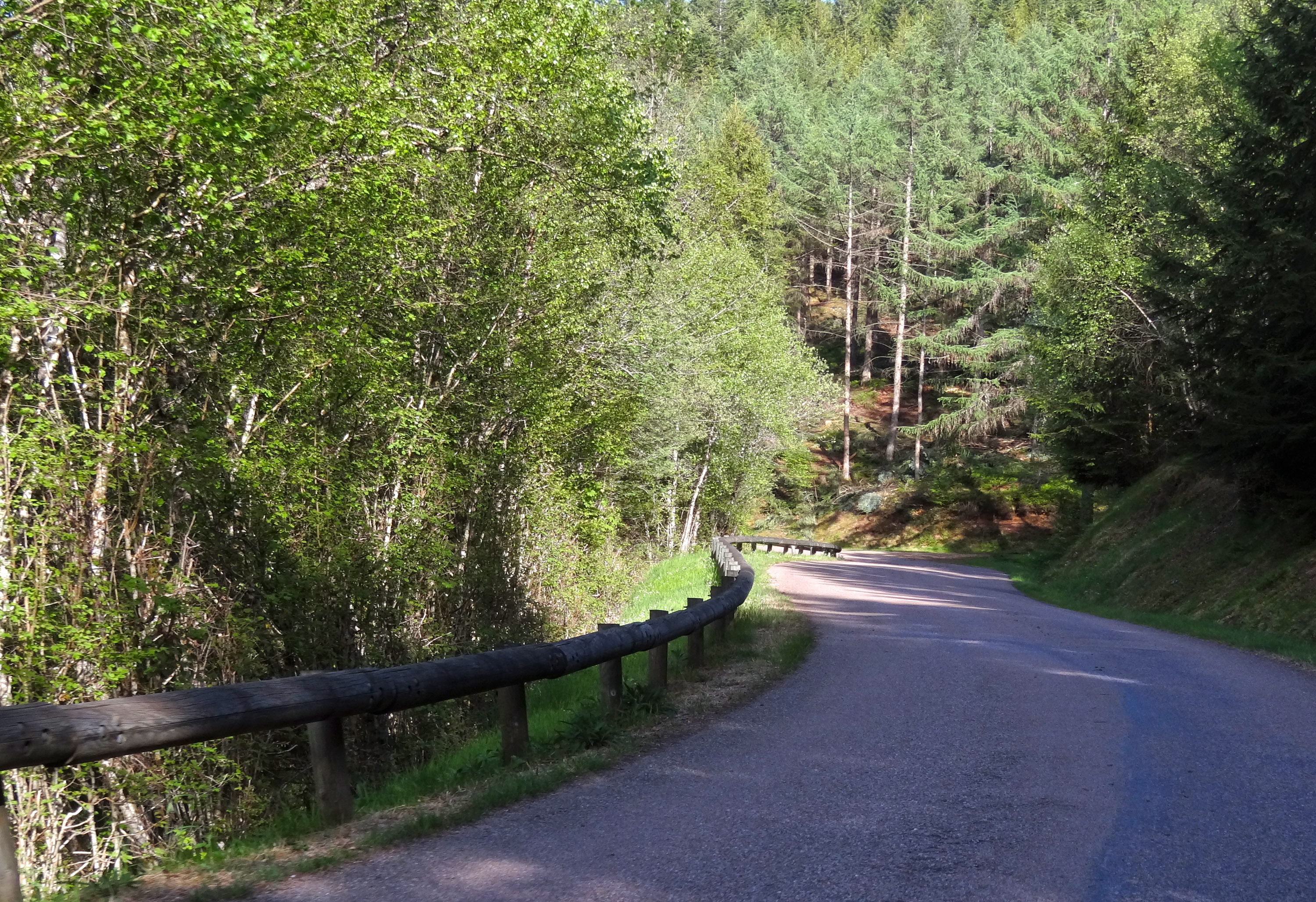 La route forestière