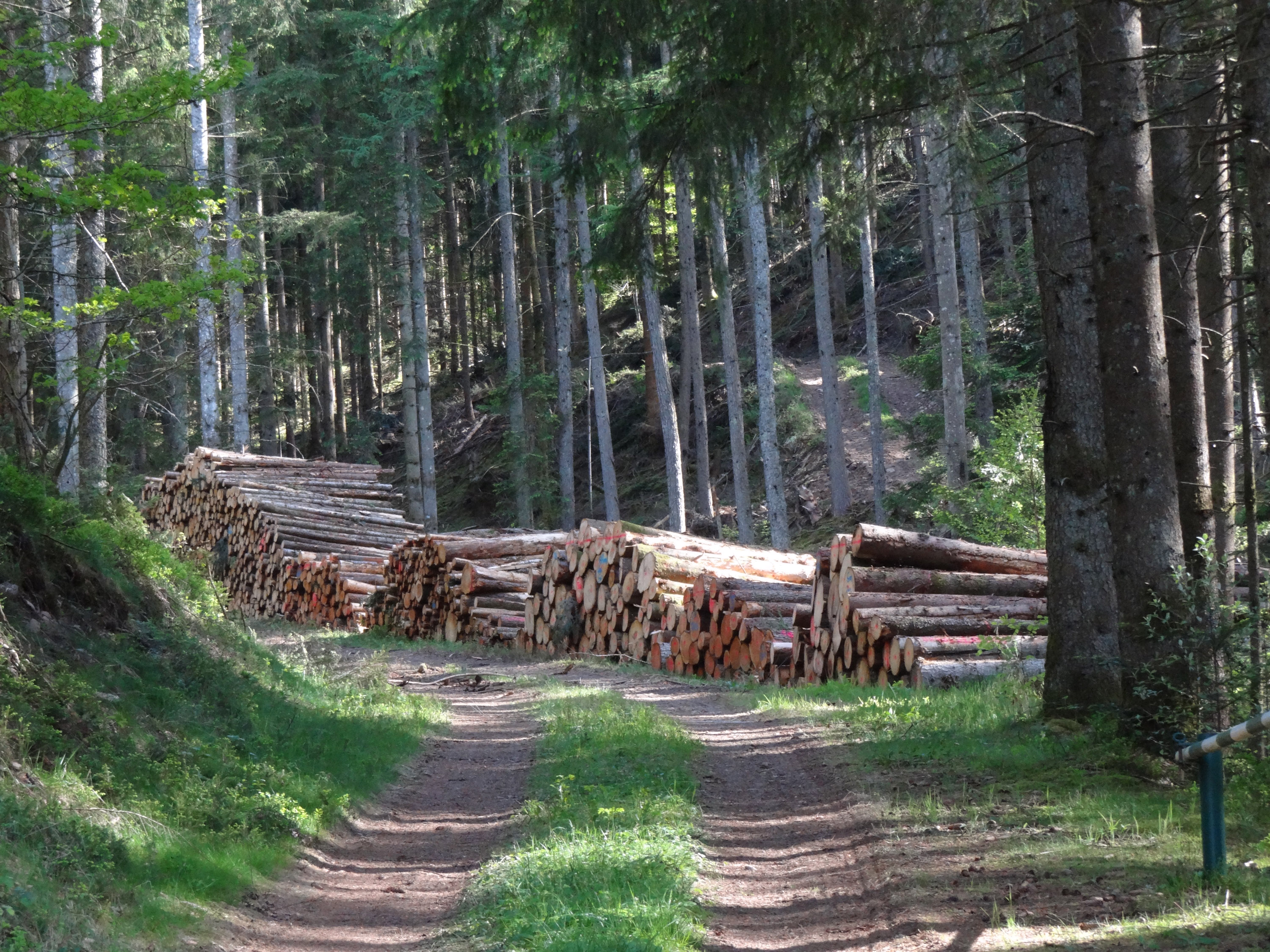 Le chemin forestier