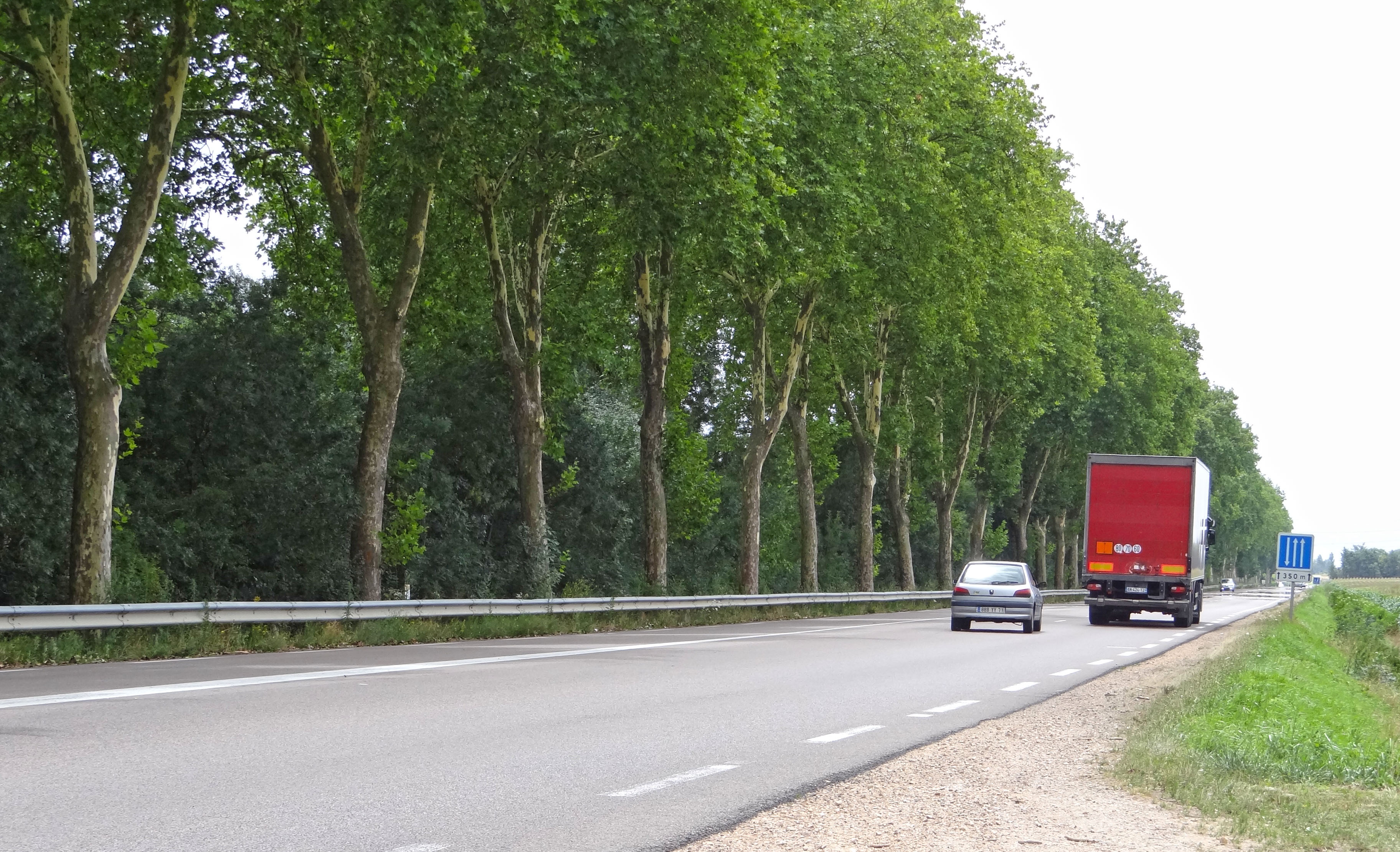 L’alignement d’arbres