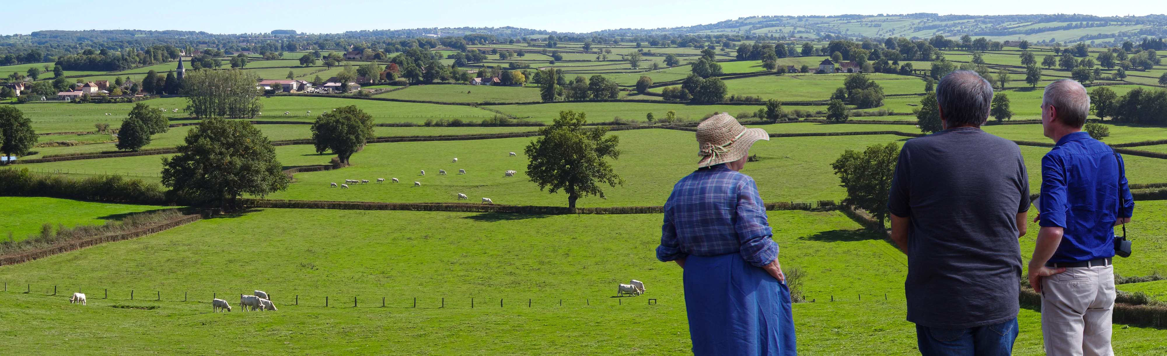 Le bocage et la vache blanche