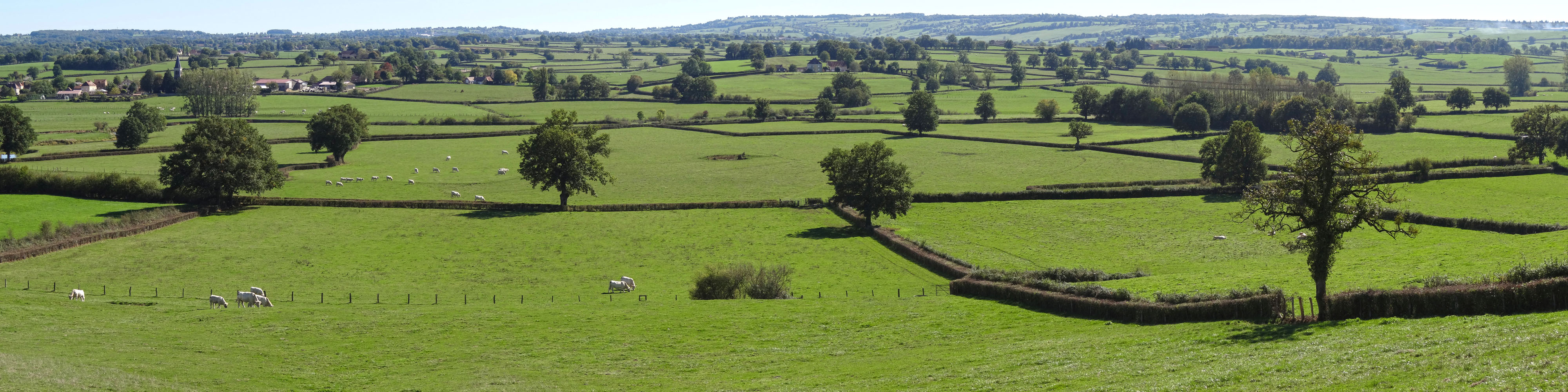 Le bocage de haies basses, piqueté d'arbres isolés dessine les prairies grasses, animées par les charolaises blanches. La vallée de l'Arconce à Saint-Didier-en-Brionnais