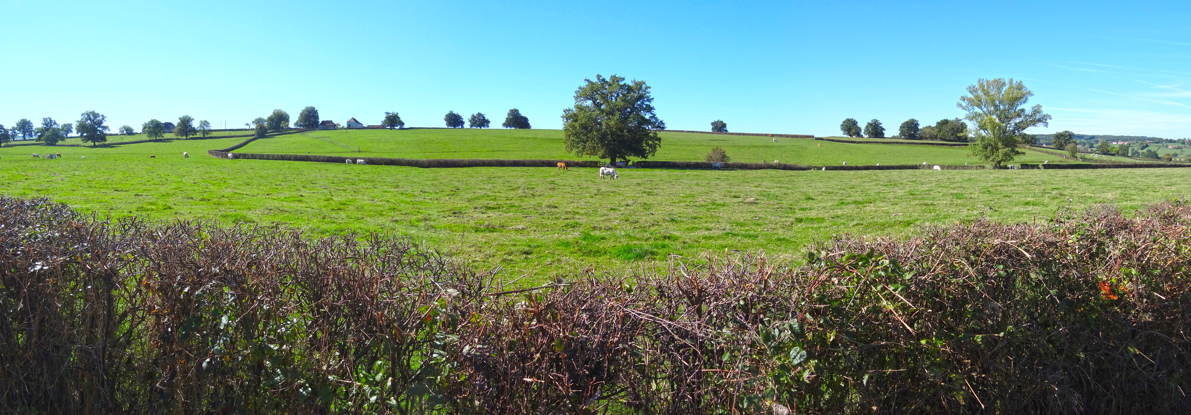 L’arbre isolé