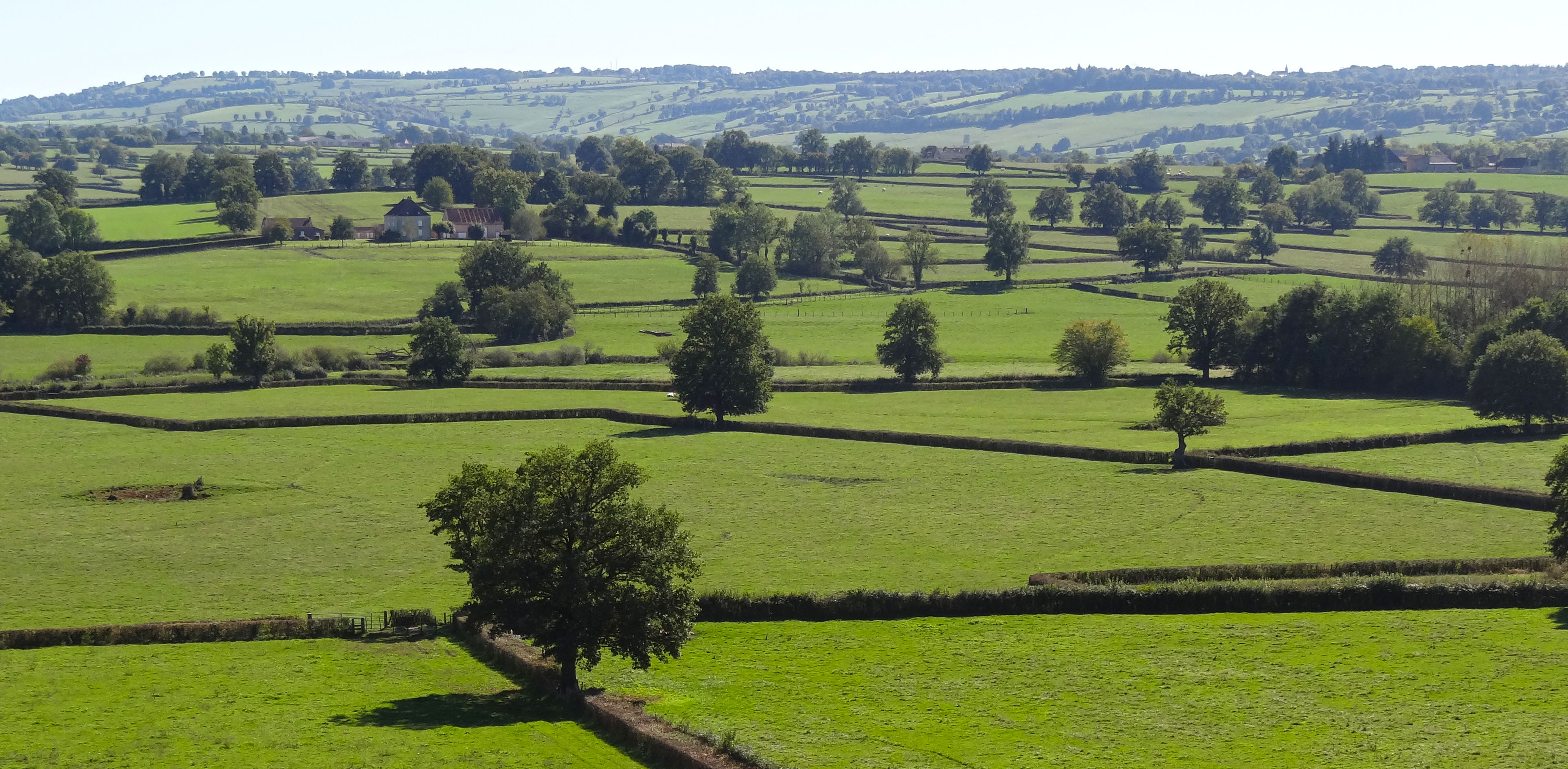 L'arbre isolé