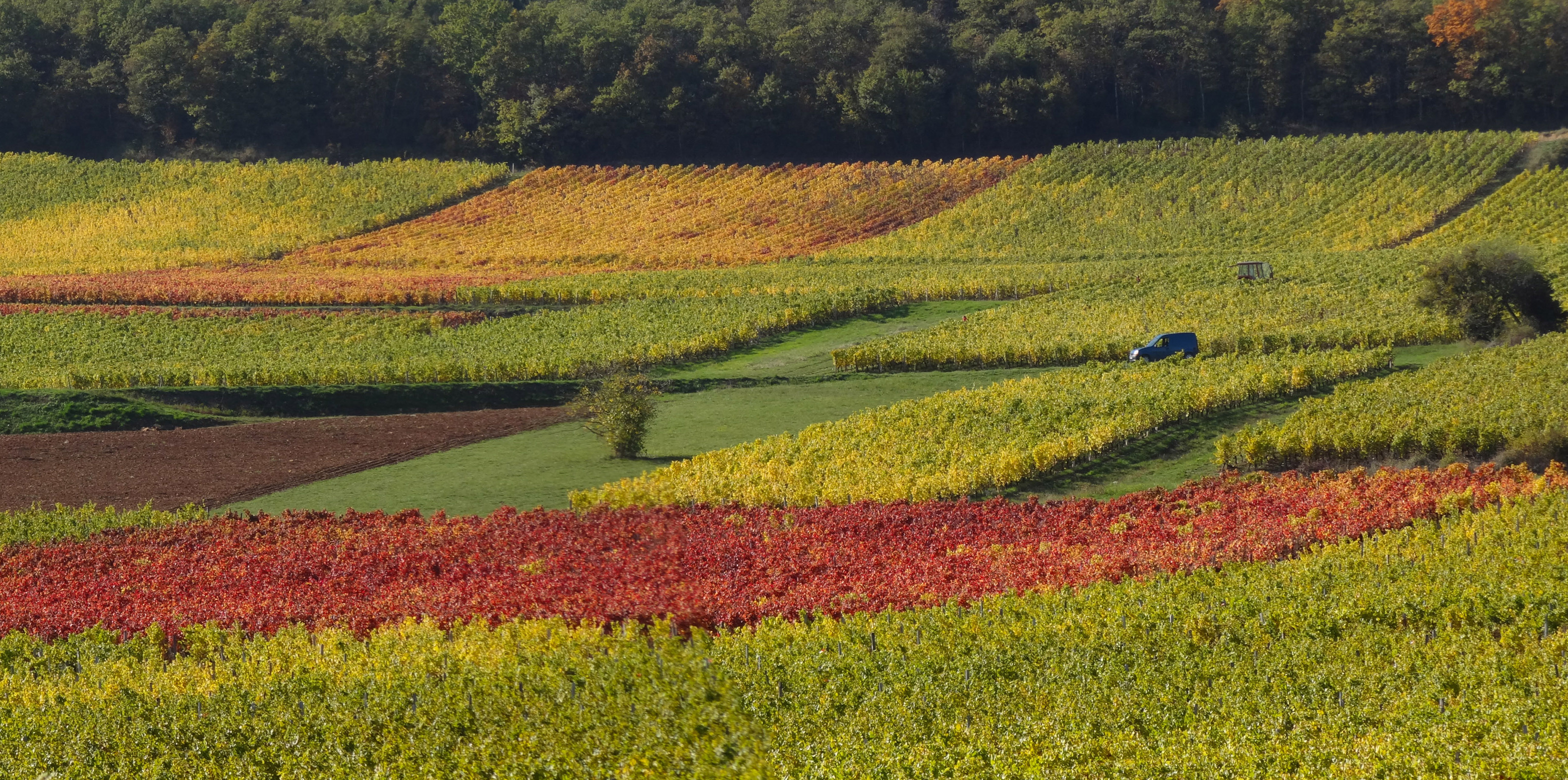 La petite parcelle de vigne