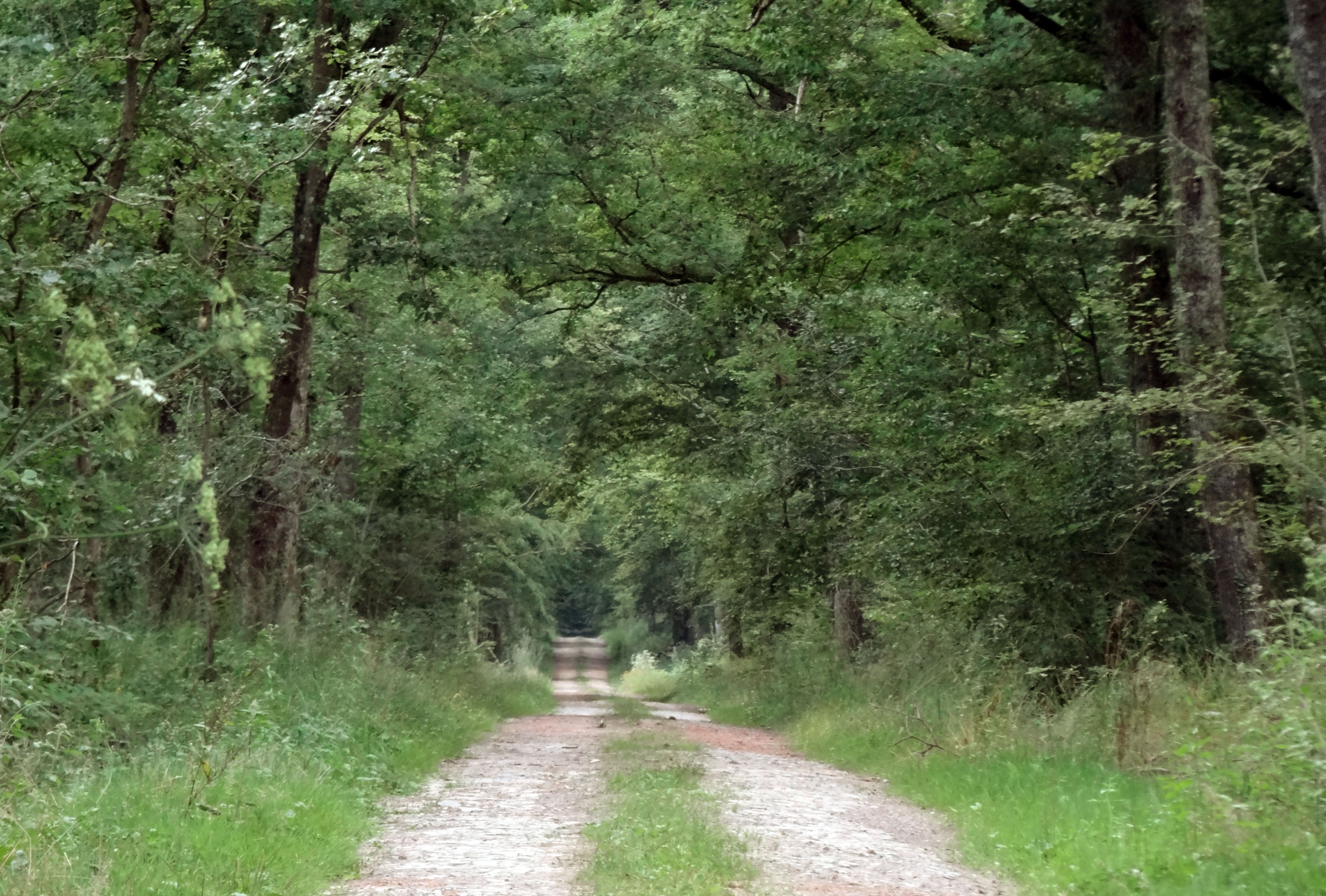 Le sous-bois