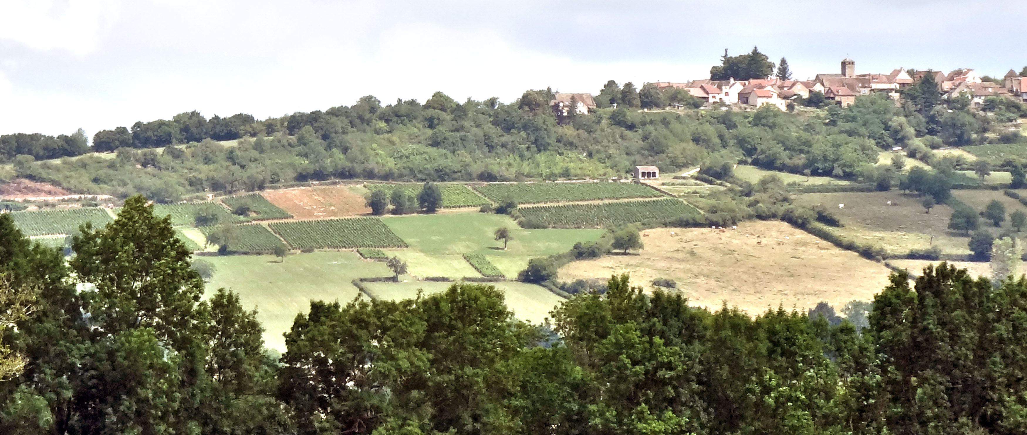 La vigne 