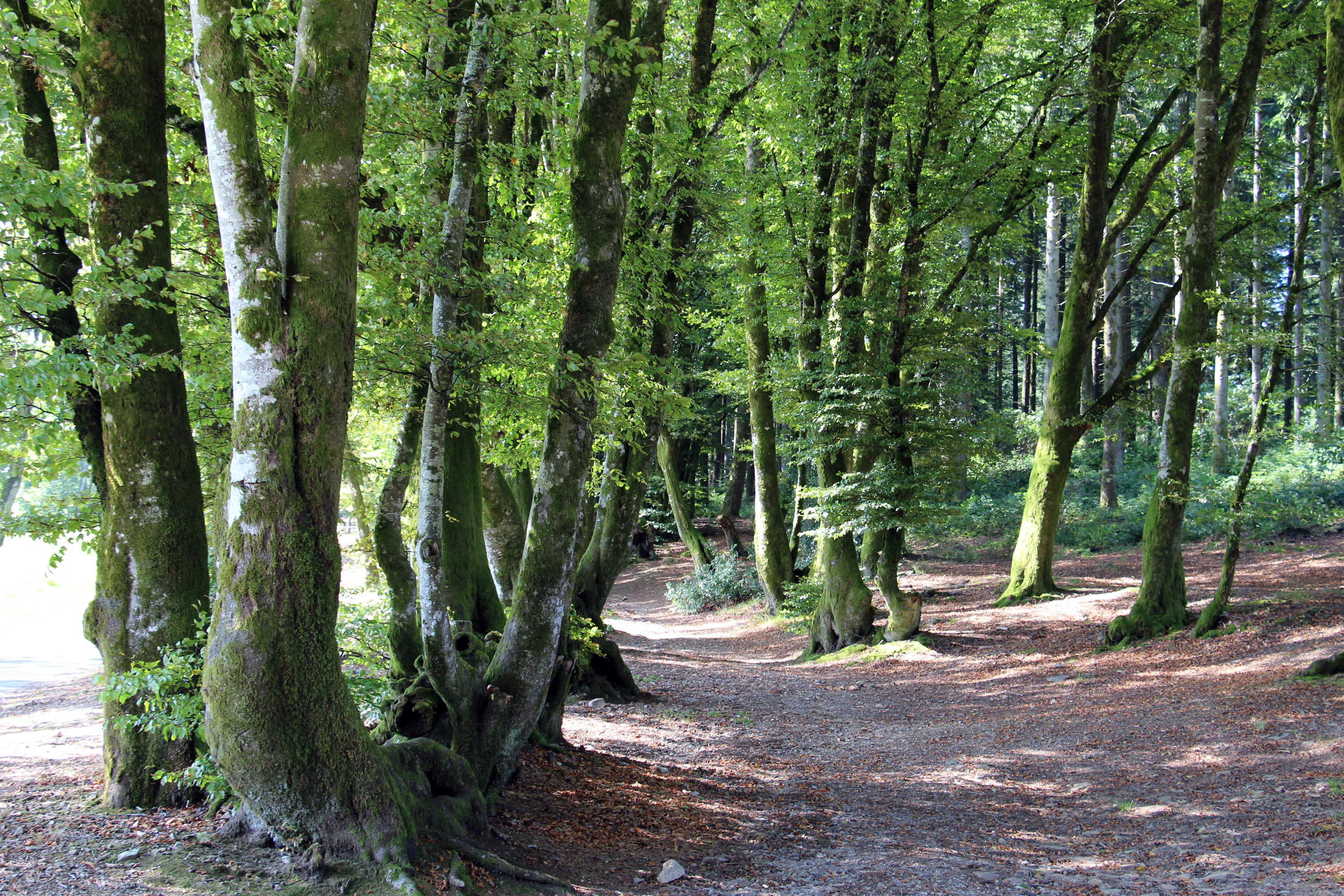 Le sous-bois
