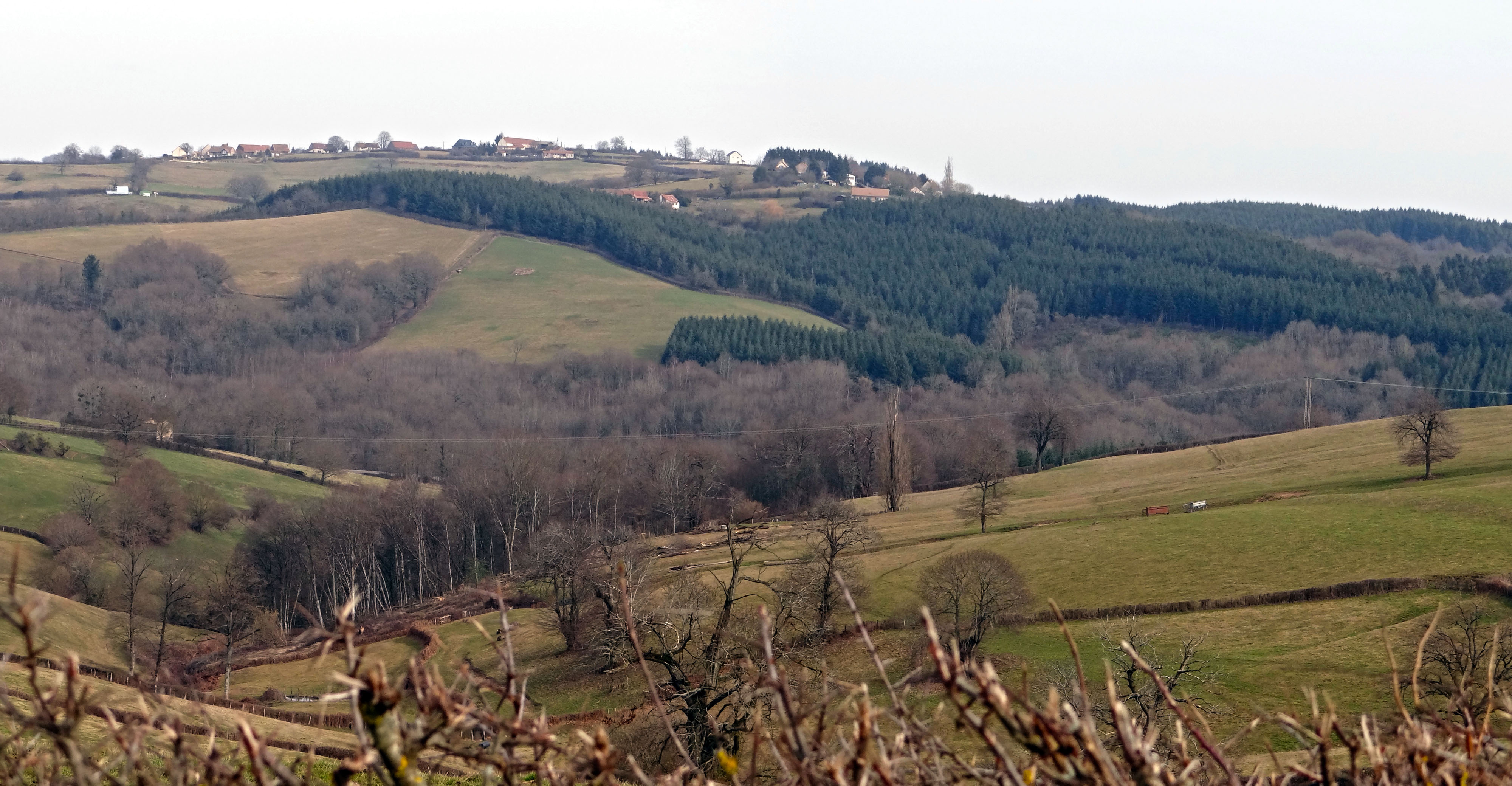 Le boisement de conifère
