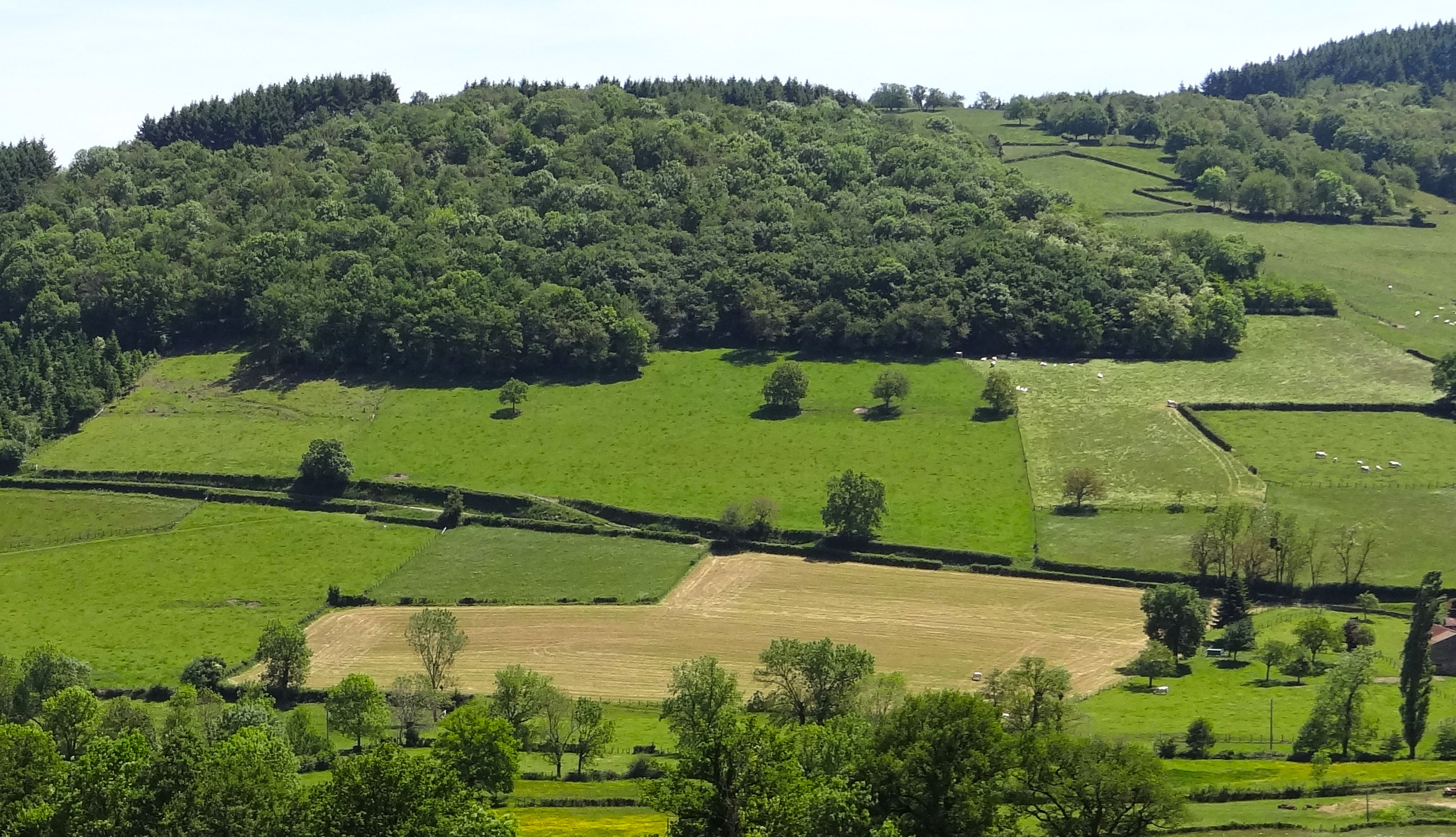 La lisière