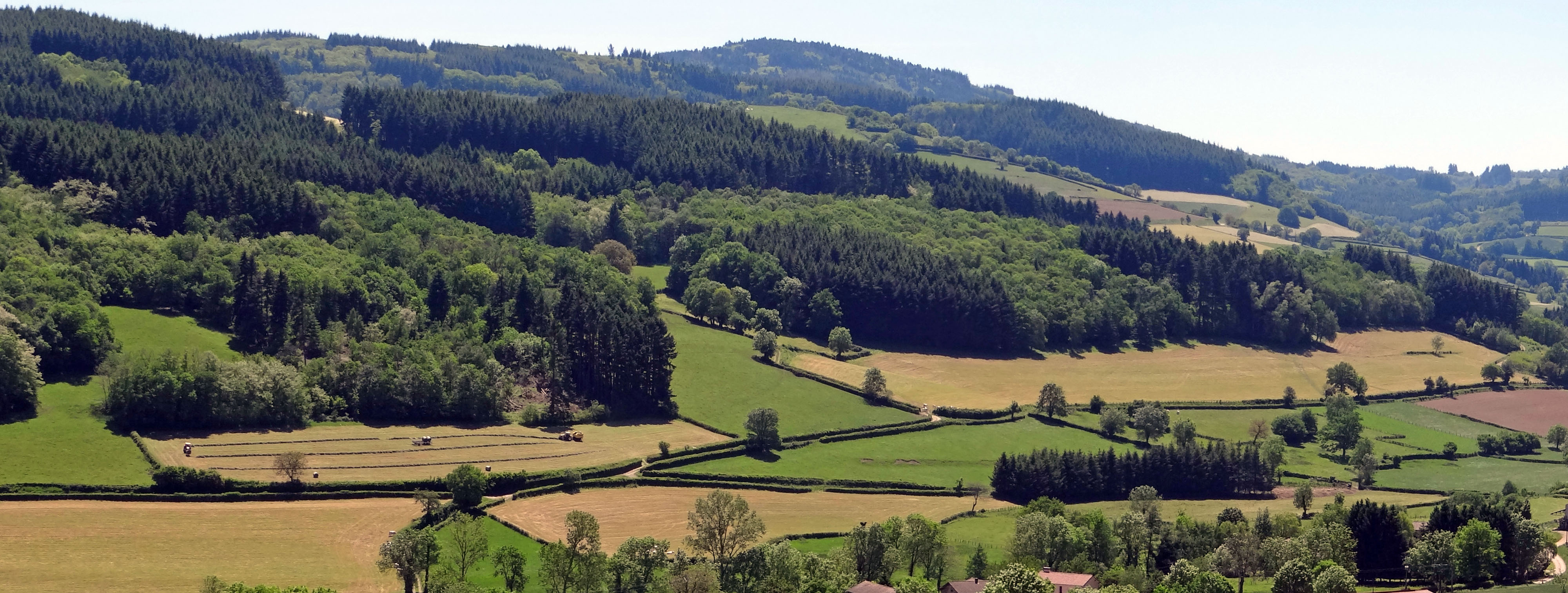 Le boisement de conifères