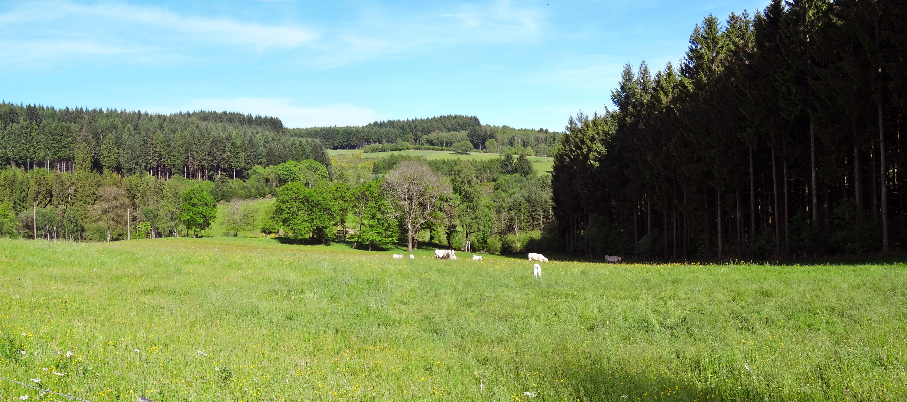 La lisière