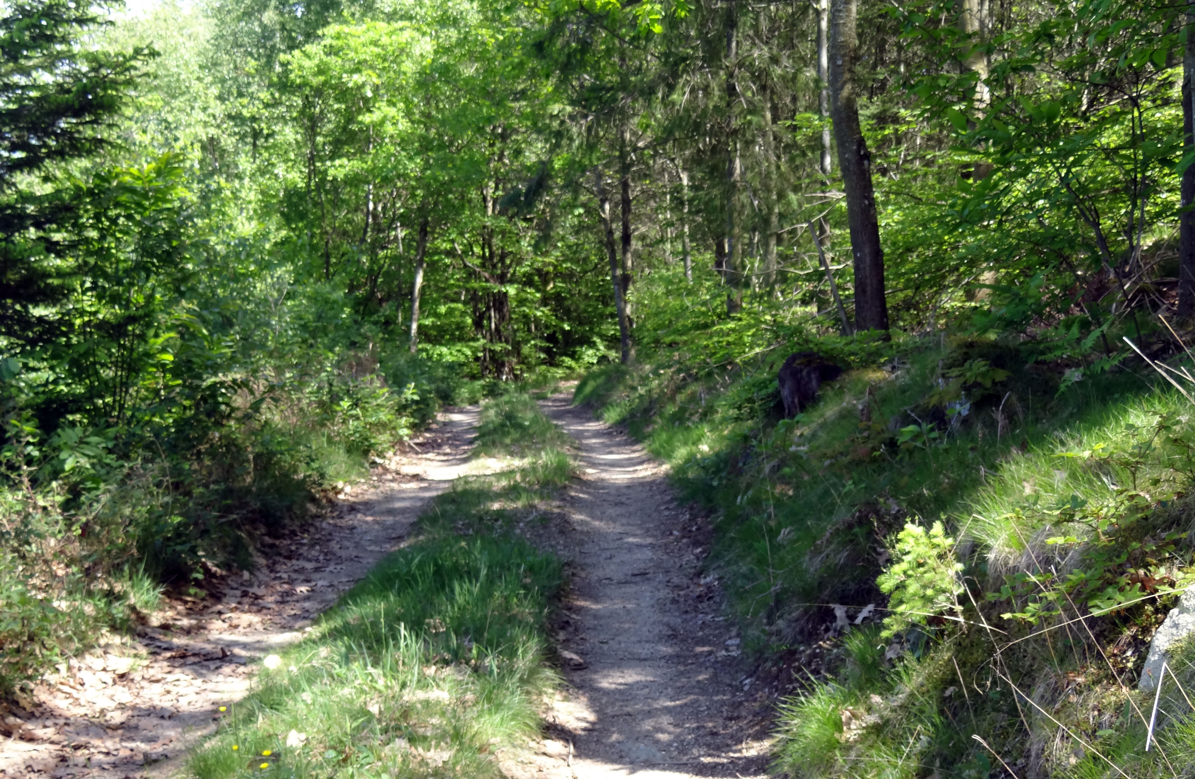 Le chemin forestier