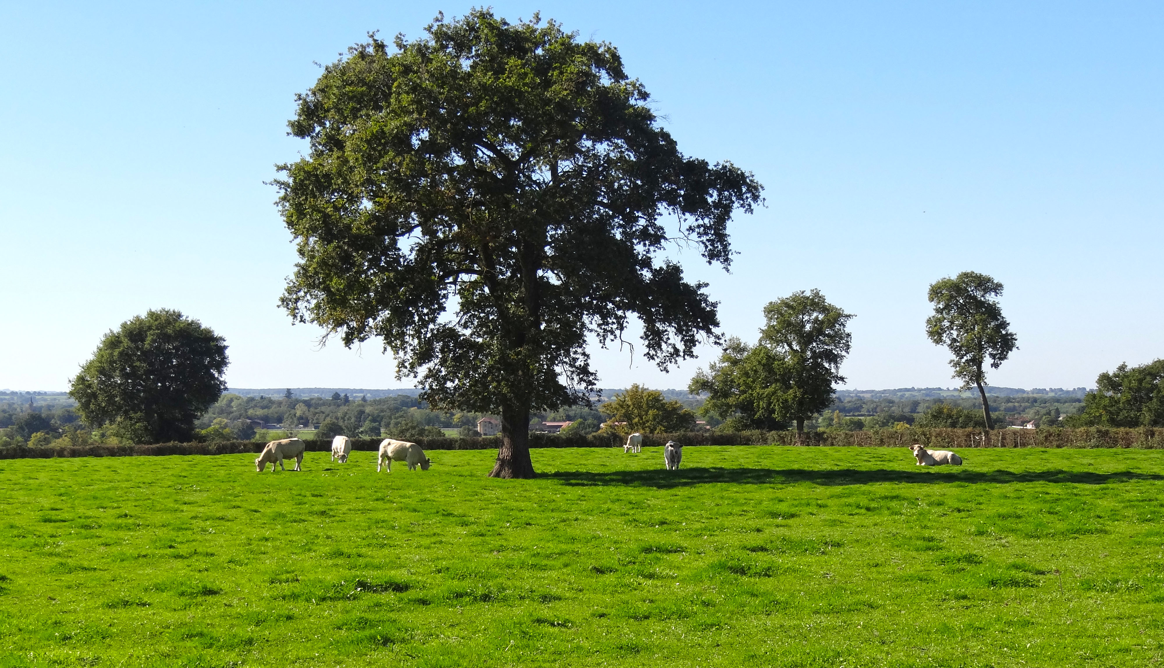 L'arbre isolé L'arbre isolé