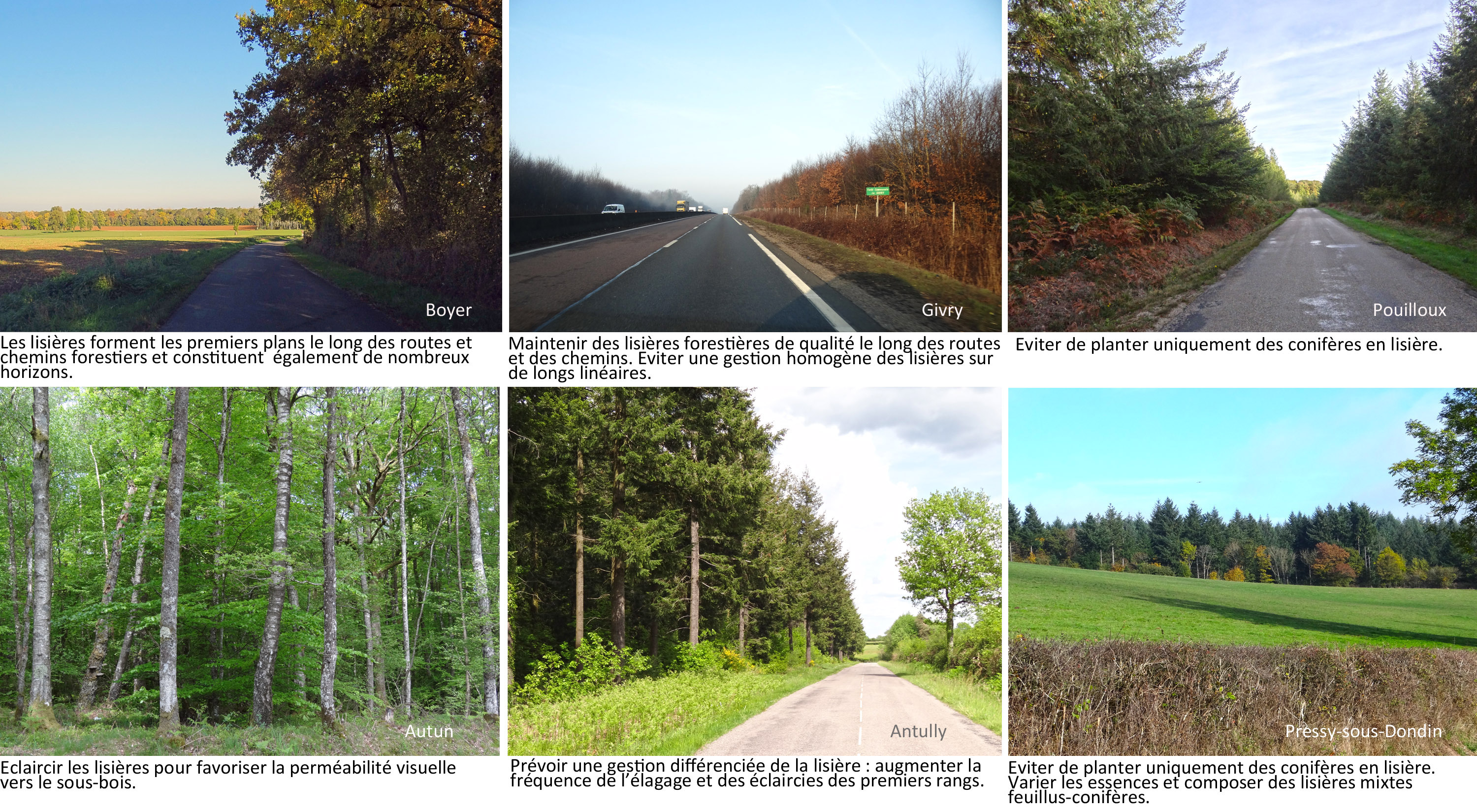 Tenir la qualité des lisières forestières