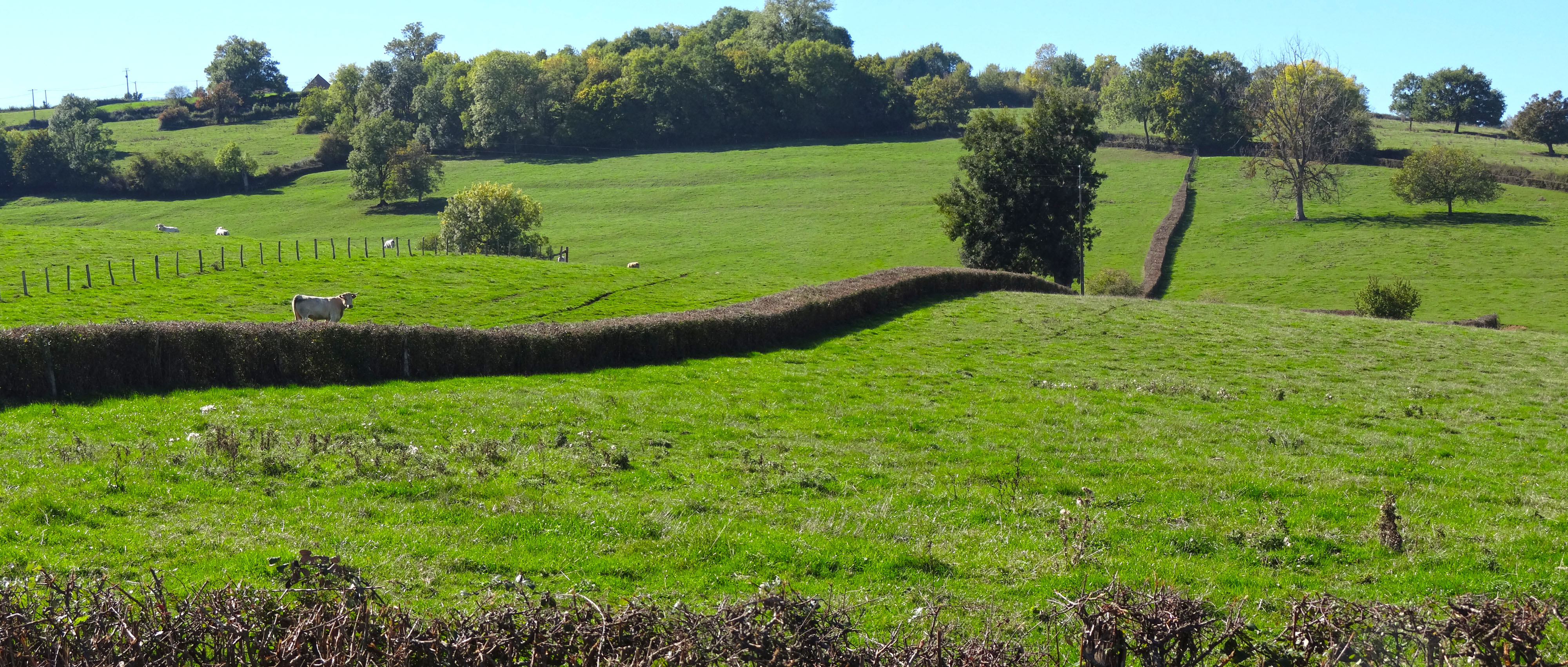 La haie bocagère