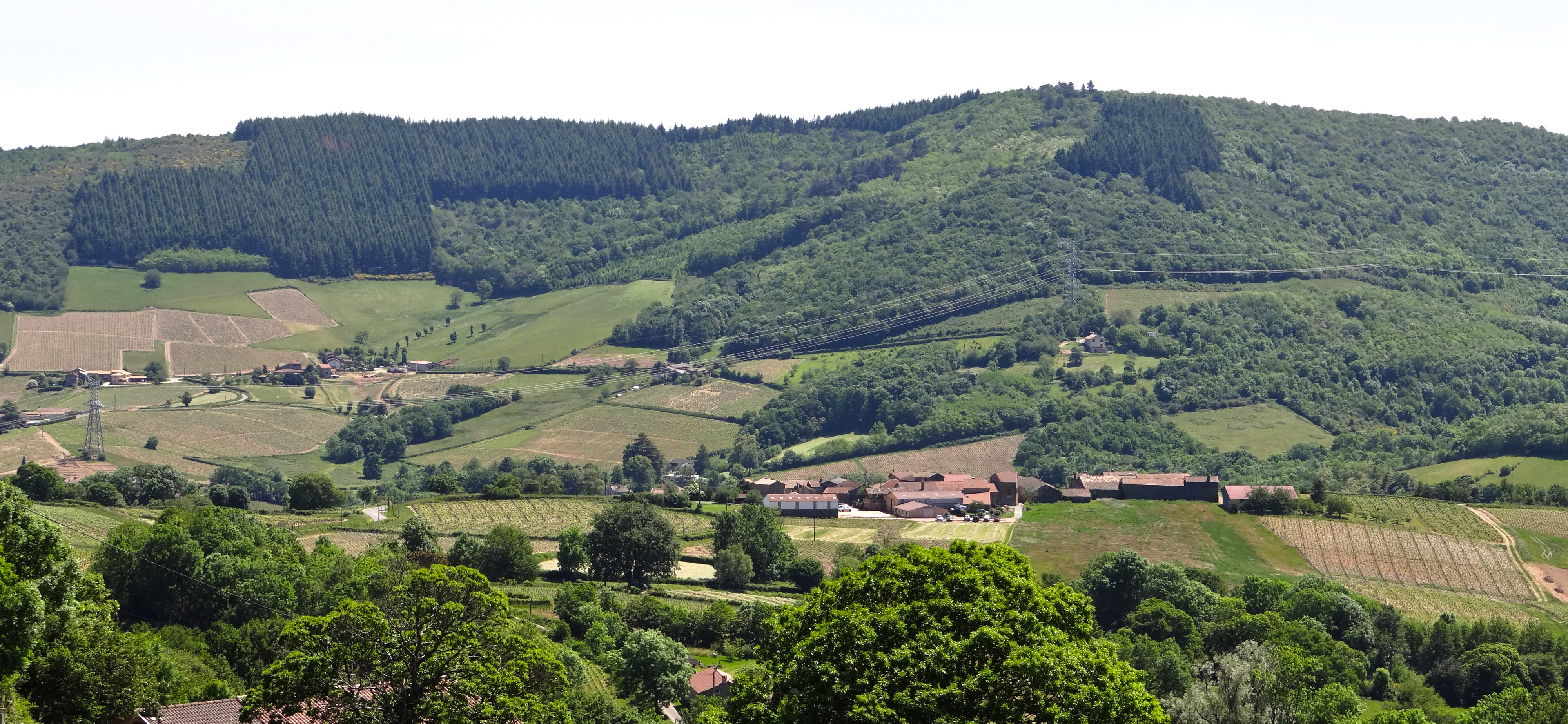 Le bois de conifère