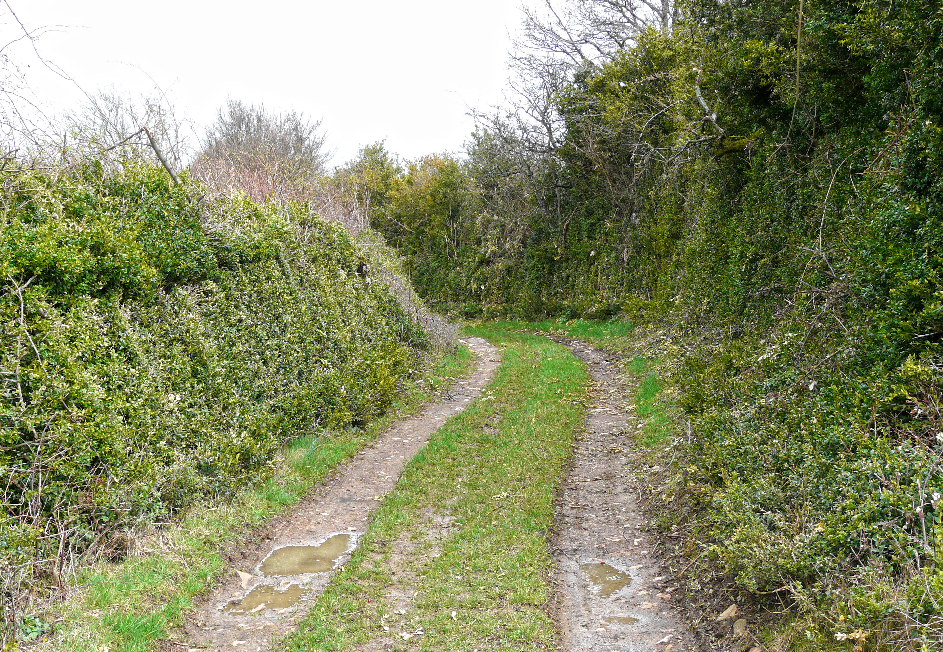 La lisière et la haie de buis