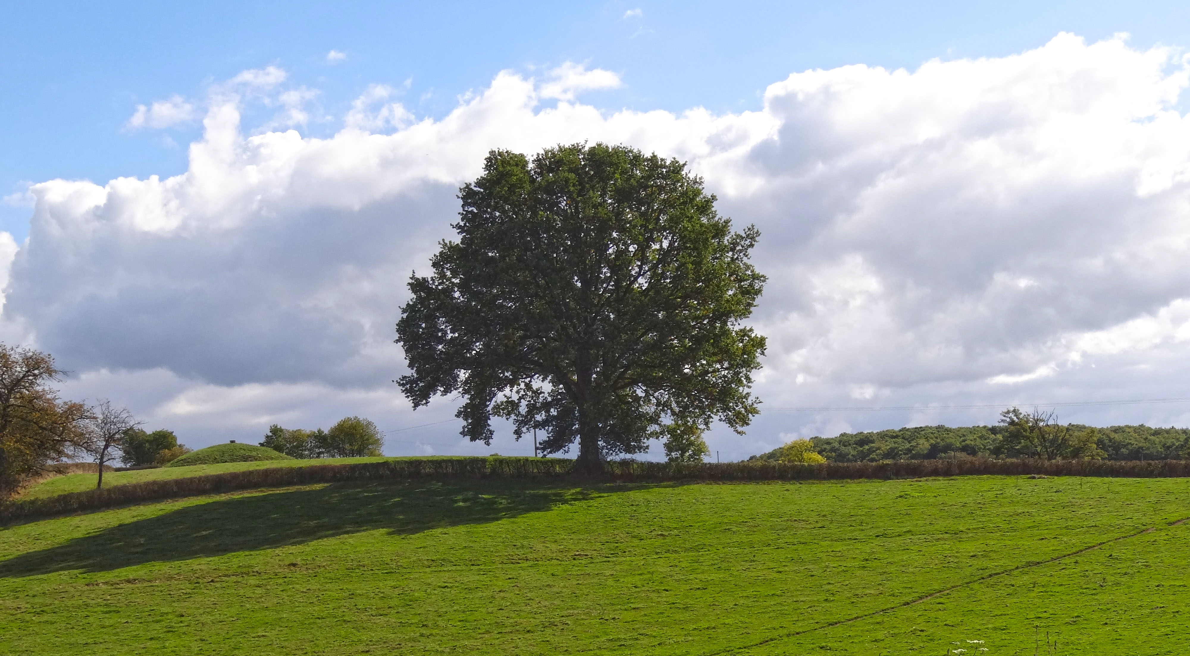 L’arbre isolé