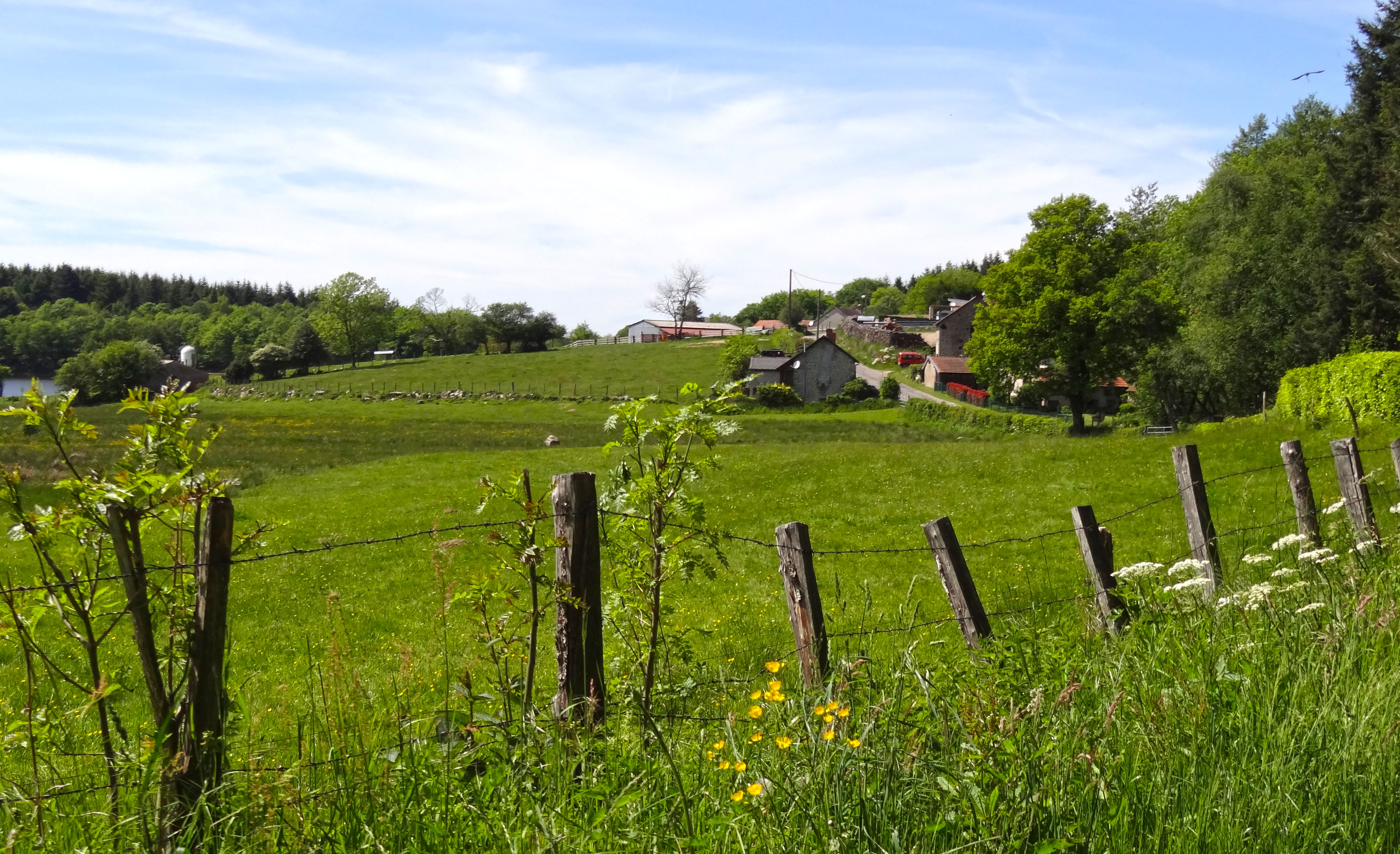 La clairière